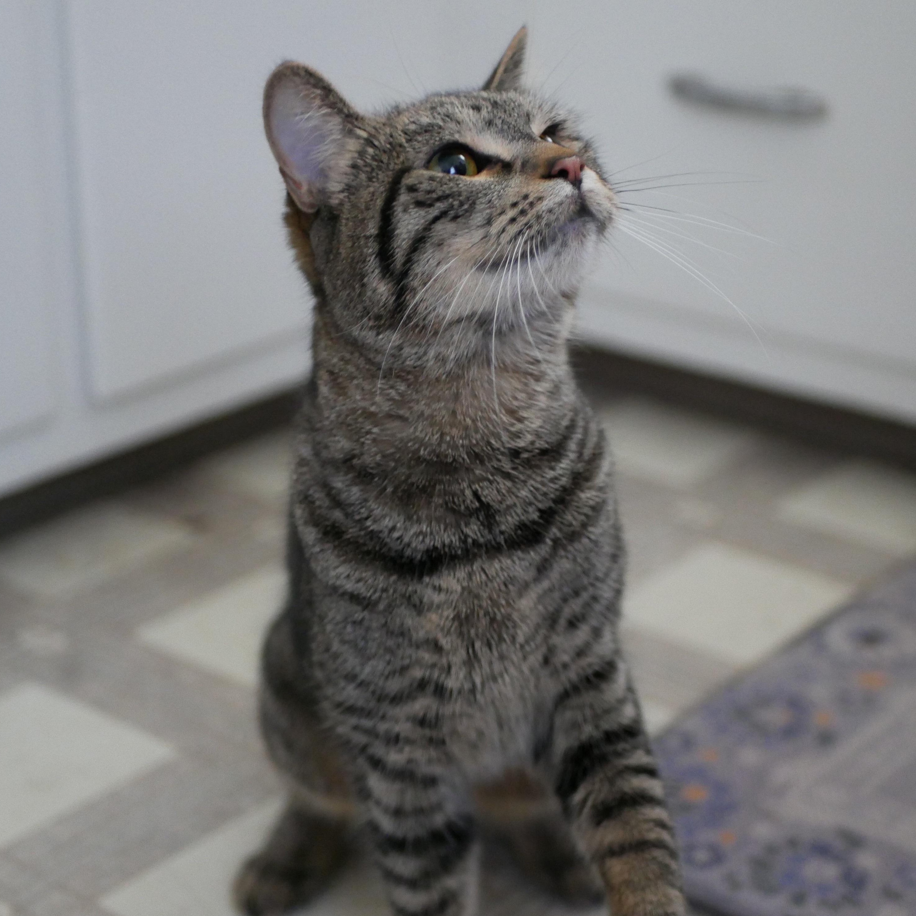 Enlarge Billie Jo and Bobby Jo, a ADOPTABLE Tabby in Portland, OR image 6/6