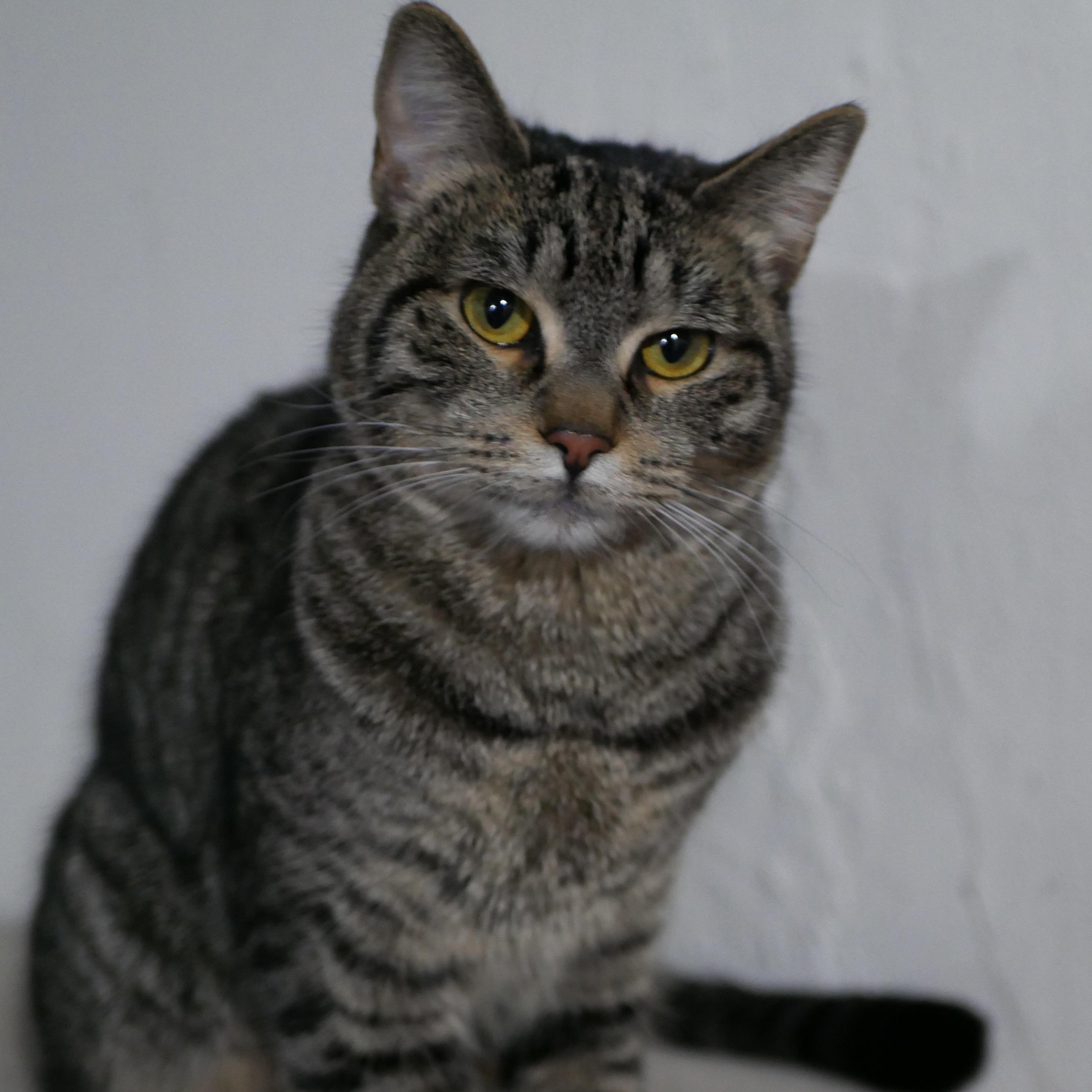 Enlarge Billie Jo and Bobby Jo, a ADOPTABLE Tabby in Portland, OR image 2/6