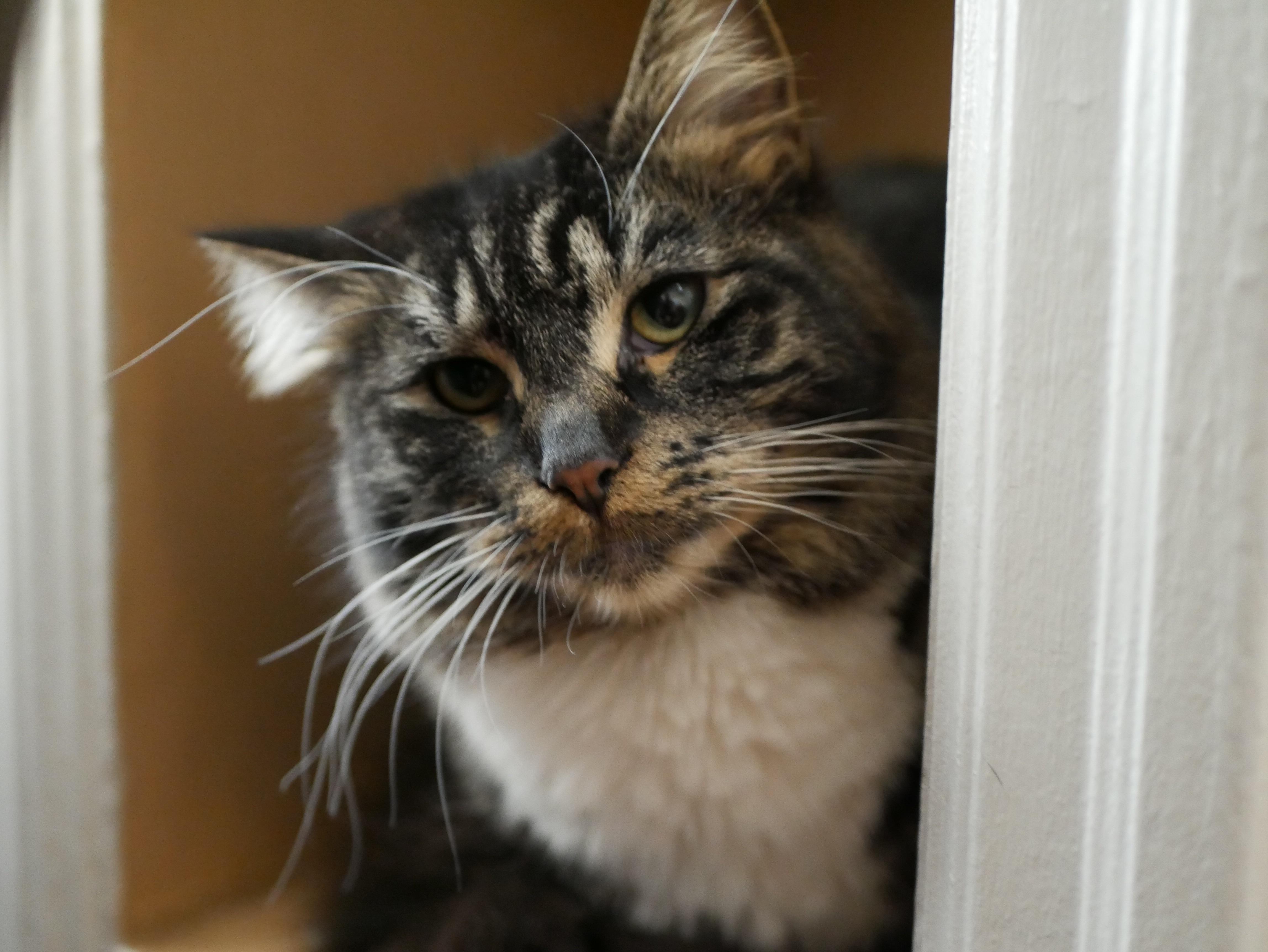 Enlarge Billie Jo and Bobby Jo, a ADOPTABLE Tabby in Portland, OR image 4/6