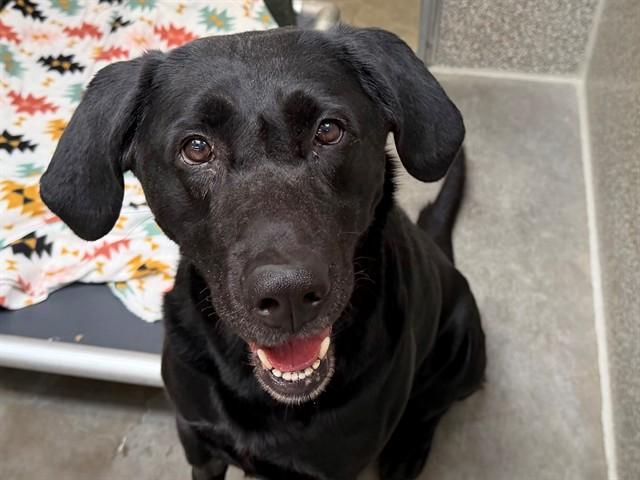 Enlarge CHARLIE, a Adoptable Labrador Retriever in Santa Rosa, CA image 1/1