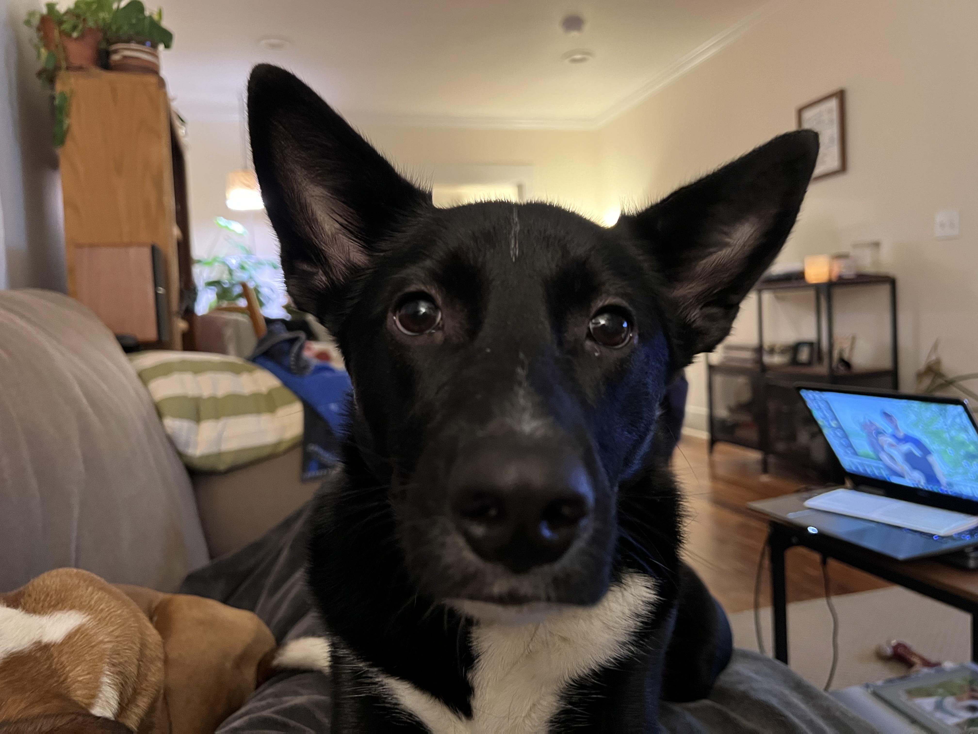 Enlarge Apple, a Adoptable mixed breed in Seattle, WA image 2/5