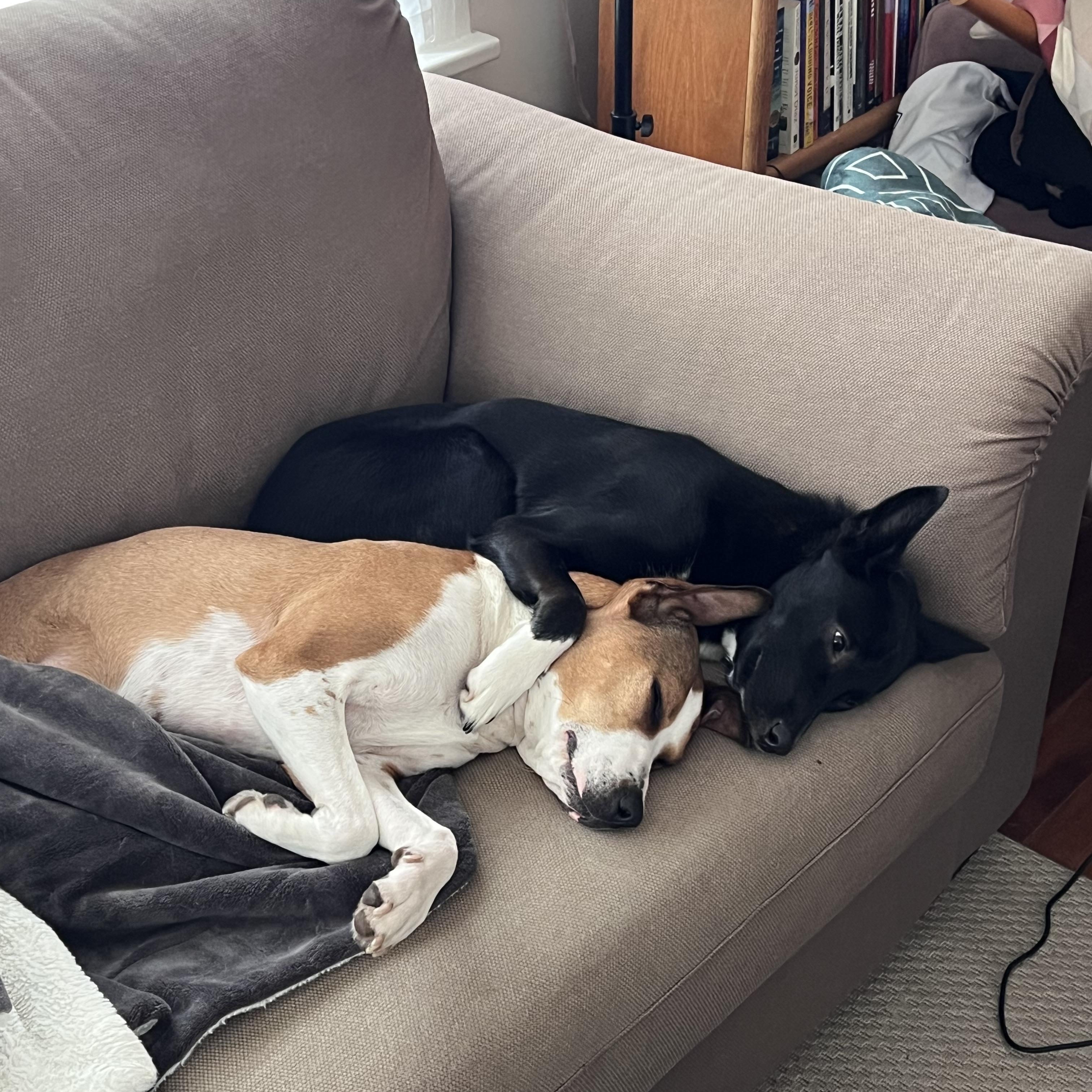 Enlarge Apple, a Adoptable mixed breed in Seattle, WA image 5/5