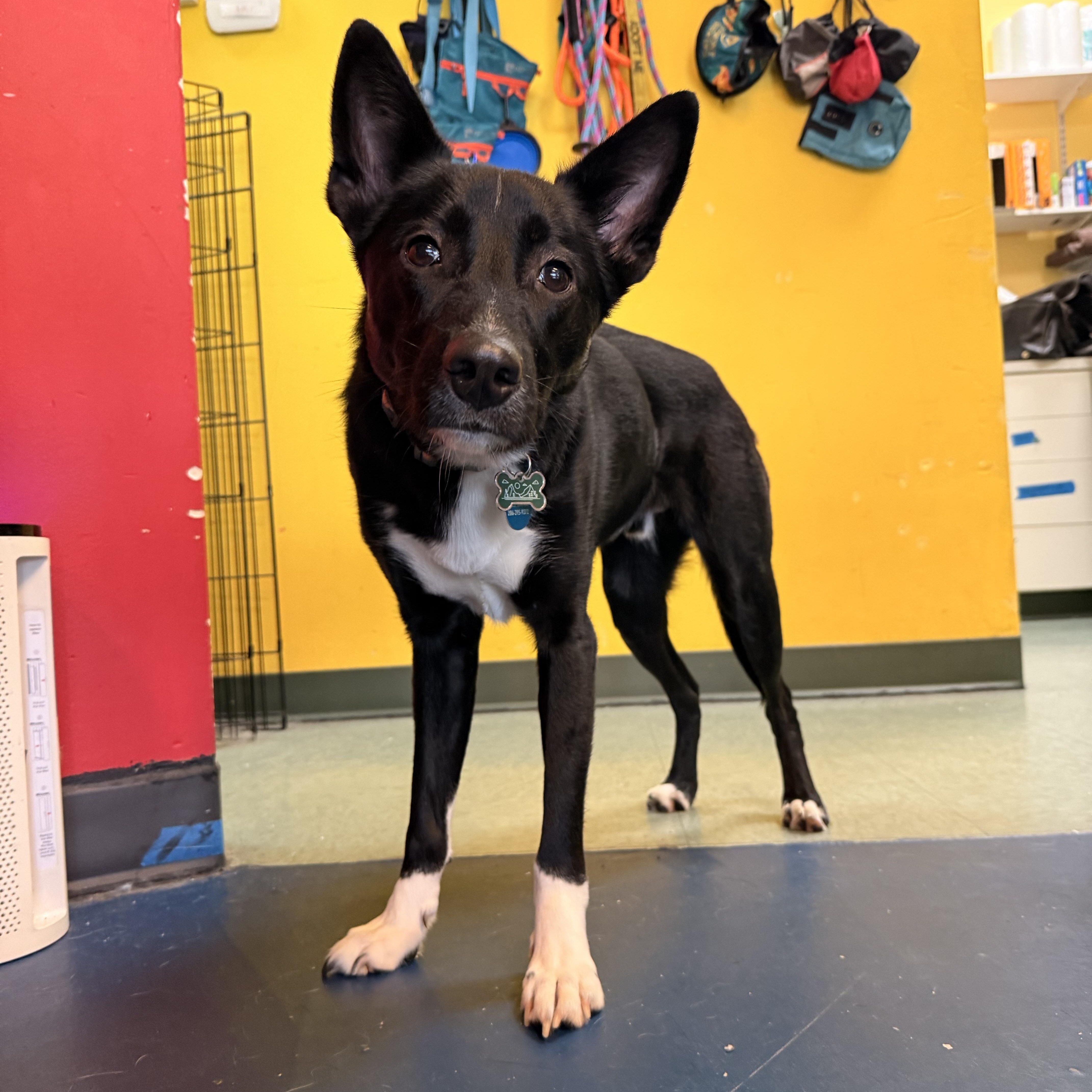 Apple, Adoptable, Young Male Border Collie.