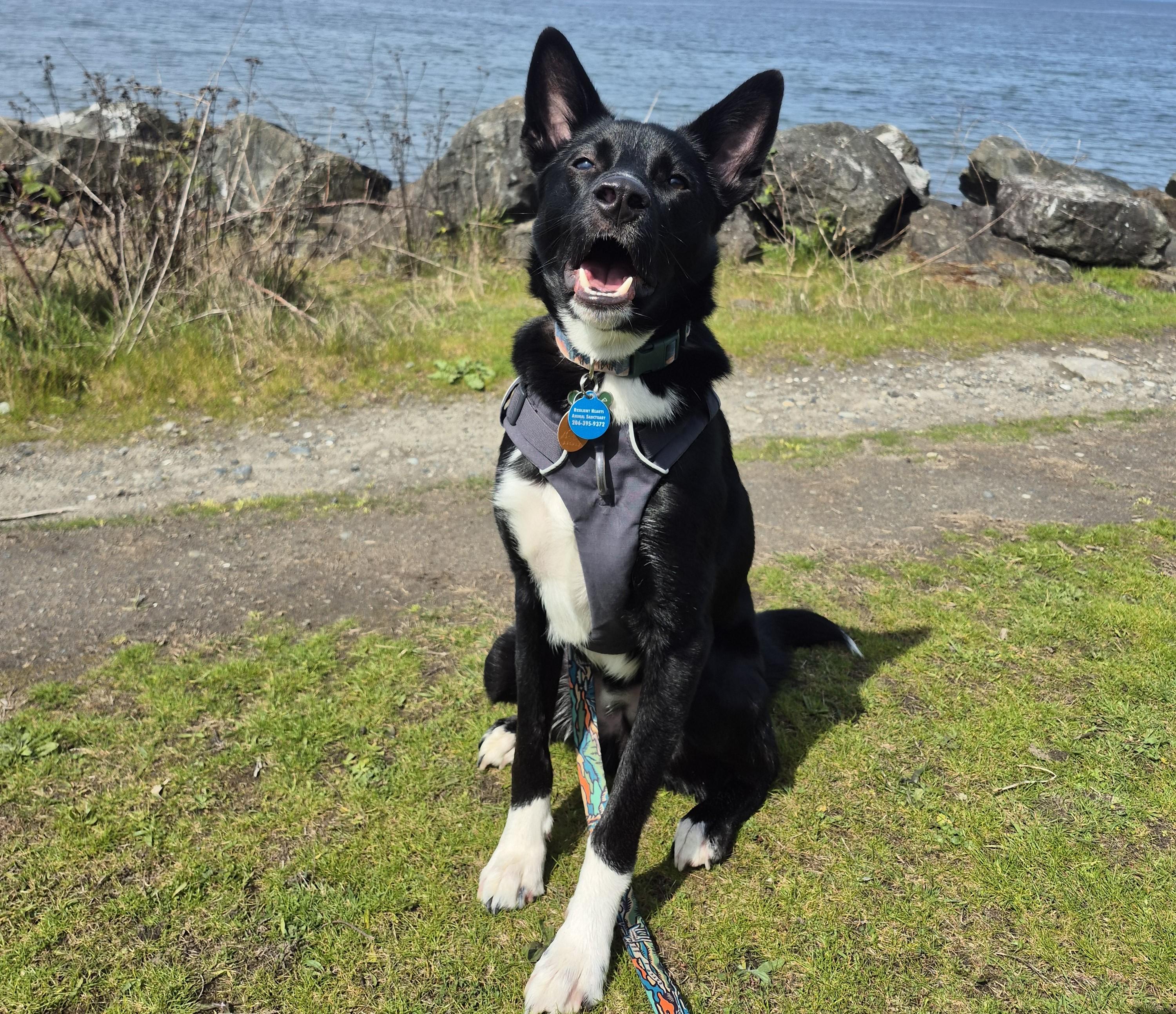 Apple, Adoptable, Young Male Border Collie.