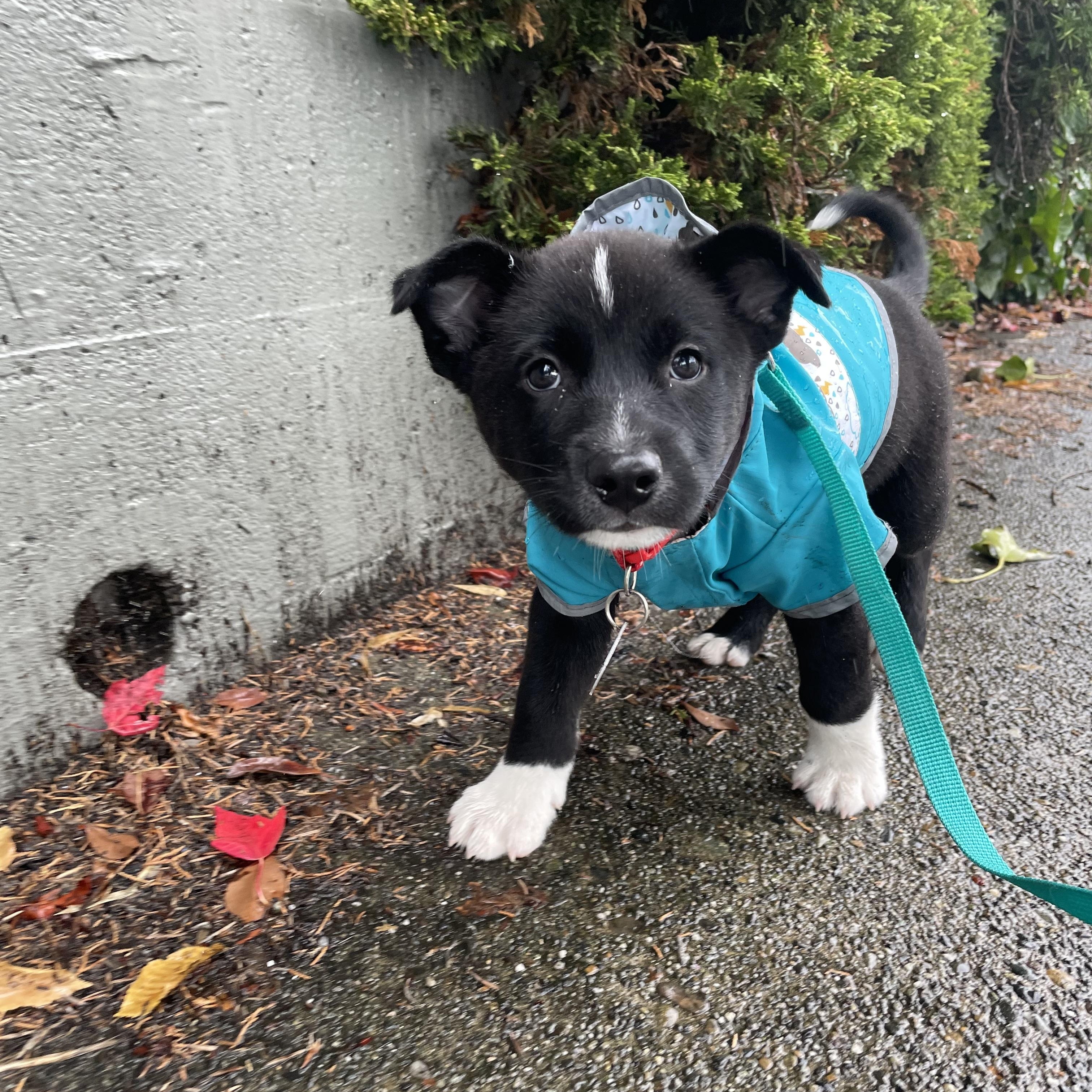 Enlarge Apple, a Adoptable mixed breed in Seattle, WA image 3/5