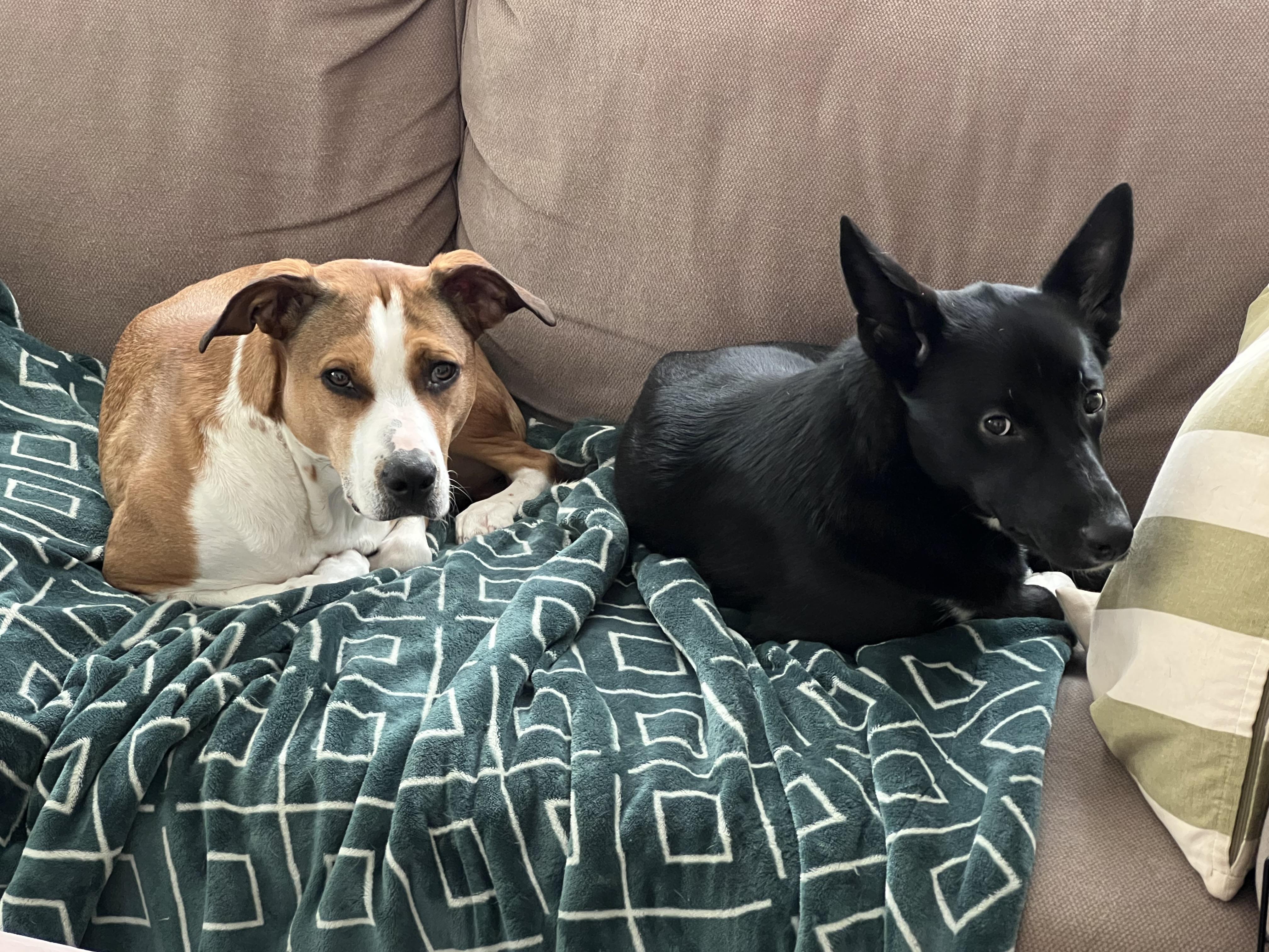 Enlarge Apple, a Adoptable mixed breed in Seattle, WA image 4/5