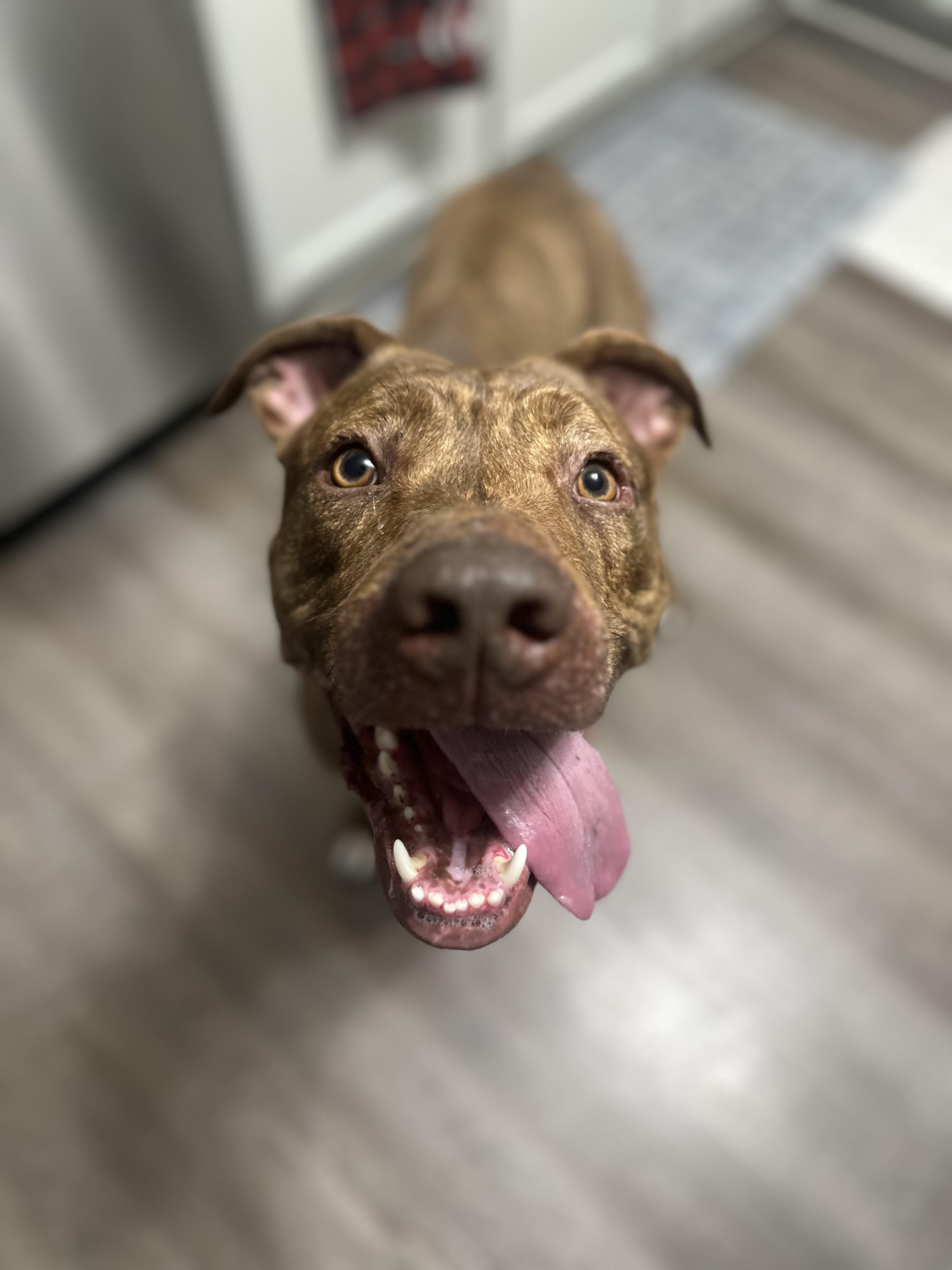 Enlarge Tamatoa, a Adoptable mixed breed in Warrenville, IL image 4/6