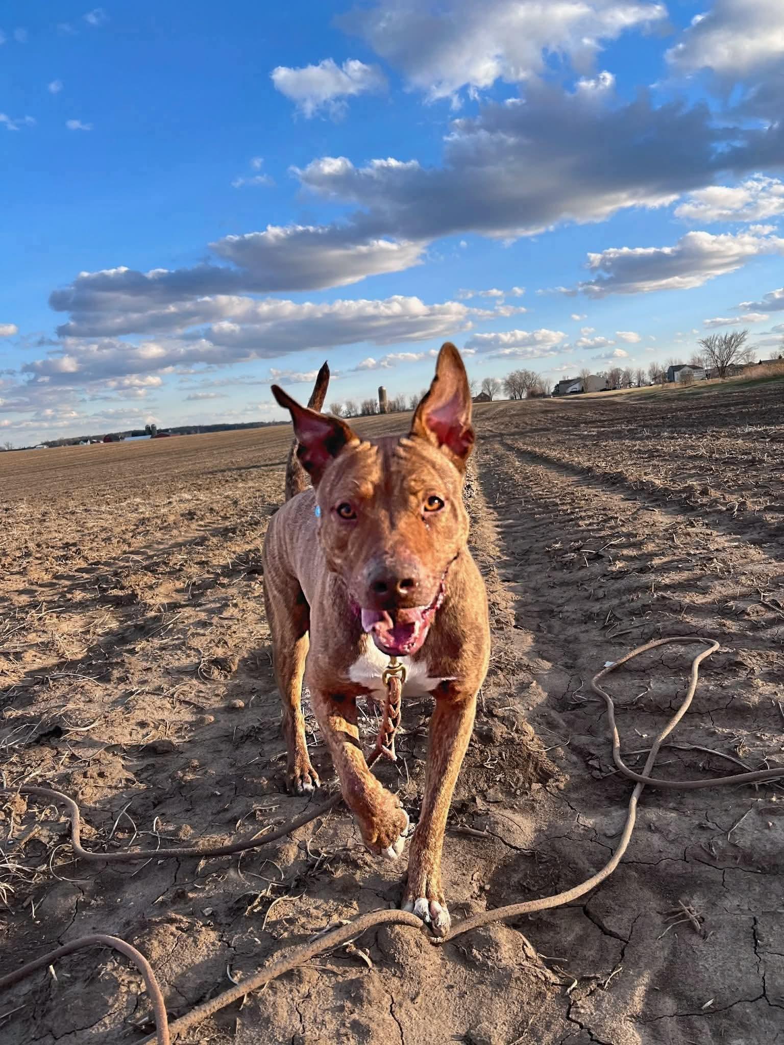 Enlarge Tamatoa, a Adoptable mixed breed in Warrenville, IL image 1/6