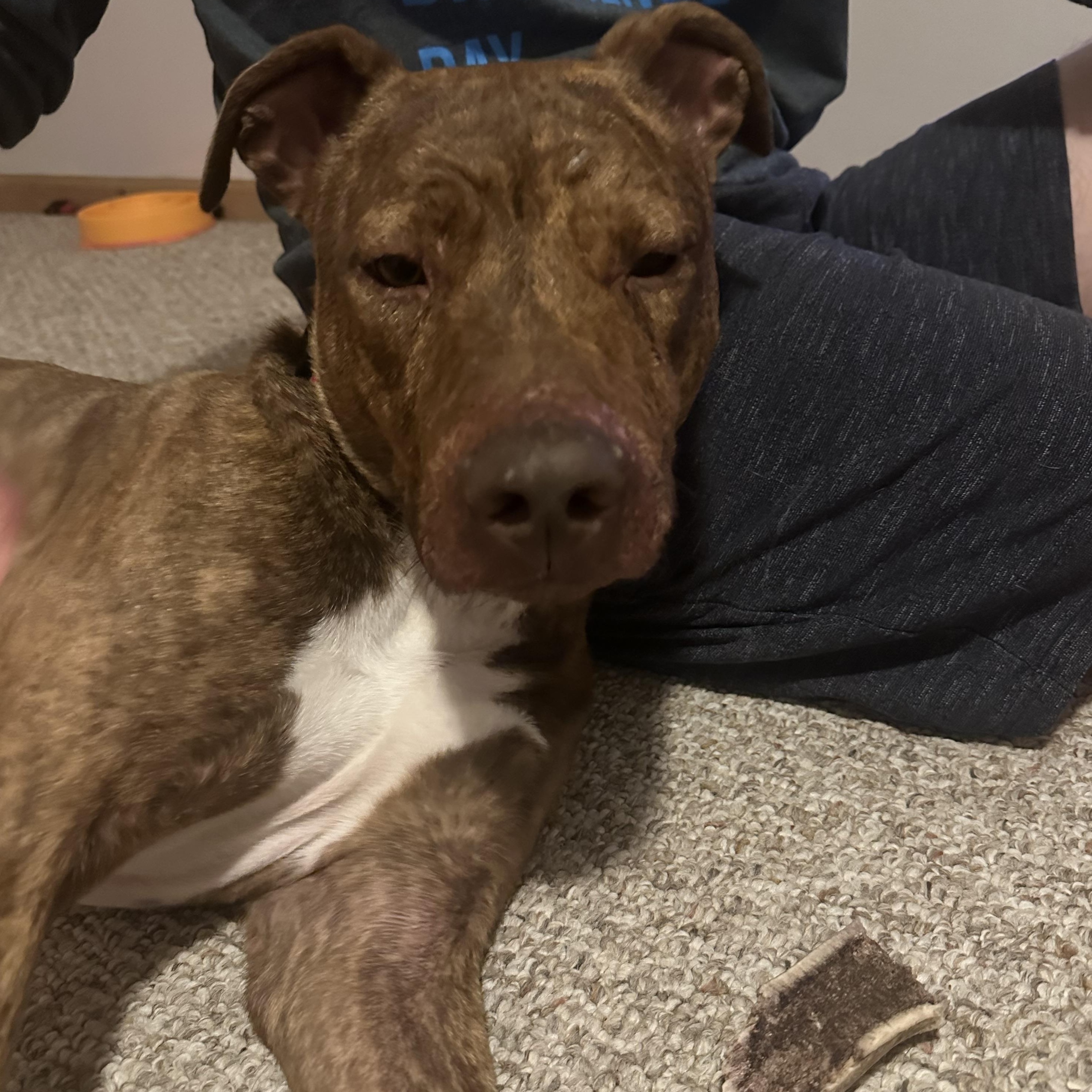 Enlarge Tamatoa, a Adoptable mixed breed in Warrenville, IL image 5/6