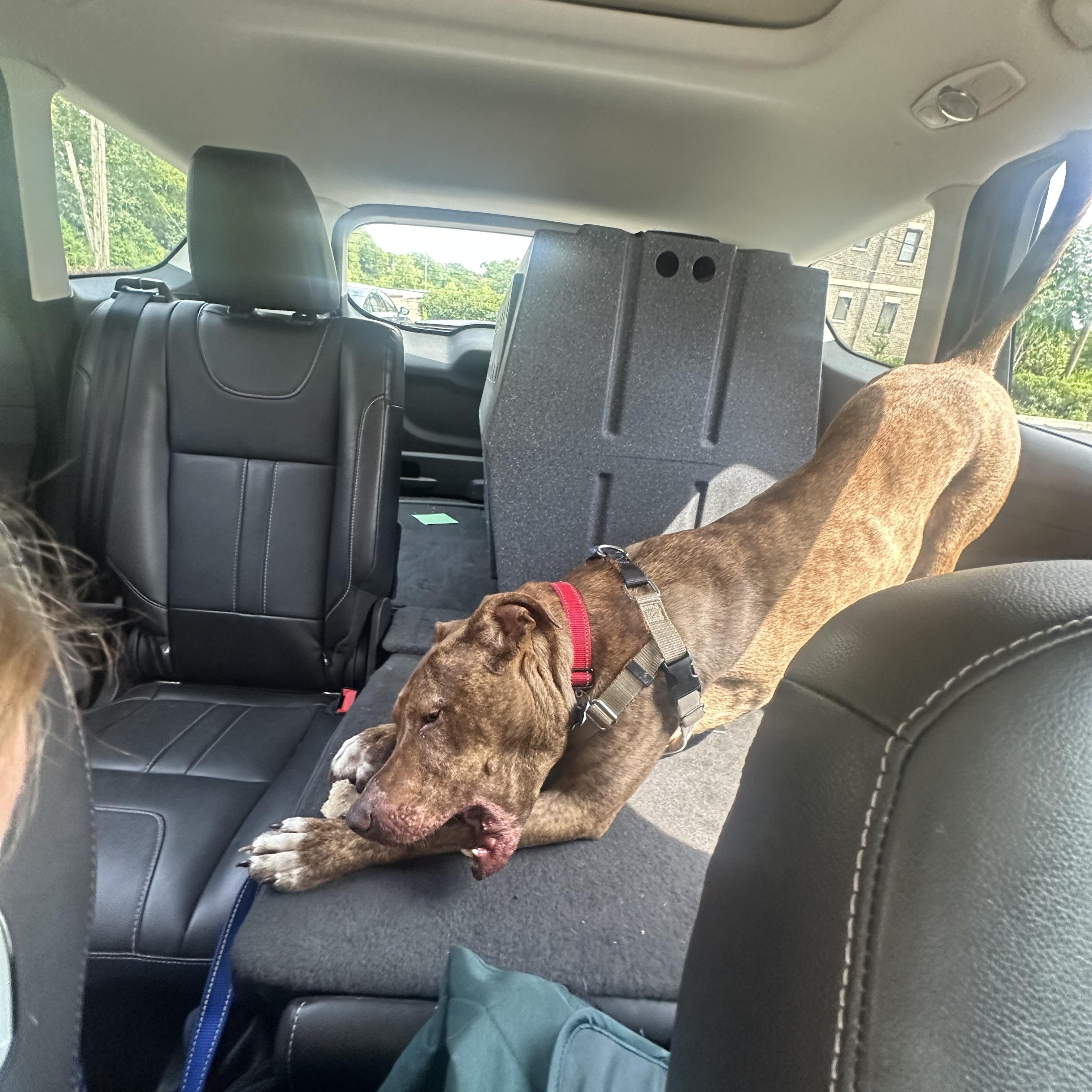 Enlarge Tamatoa, a Adoptable mixed breed in Warrenville, IL image 2/6