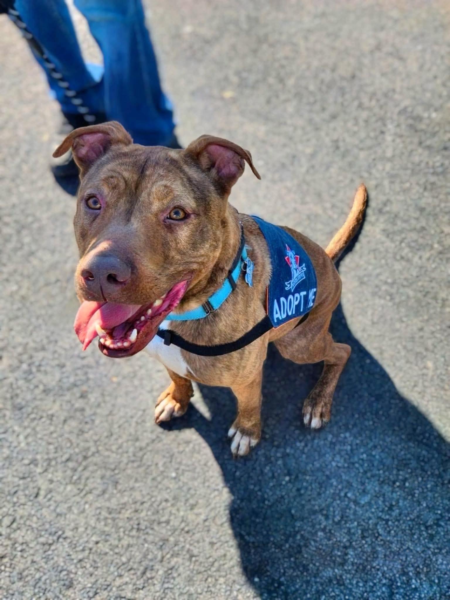 Tamatoa, Adoptable, Adult Male American Staffordshire Terrier & Pit Bull Terrier.