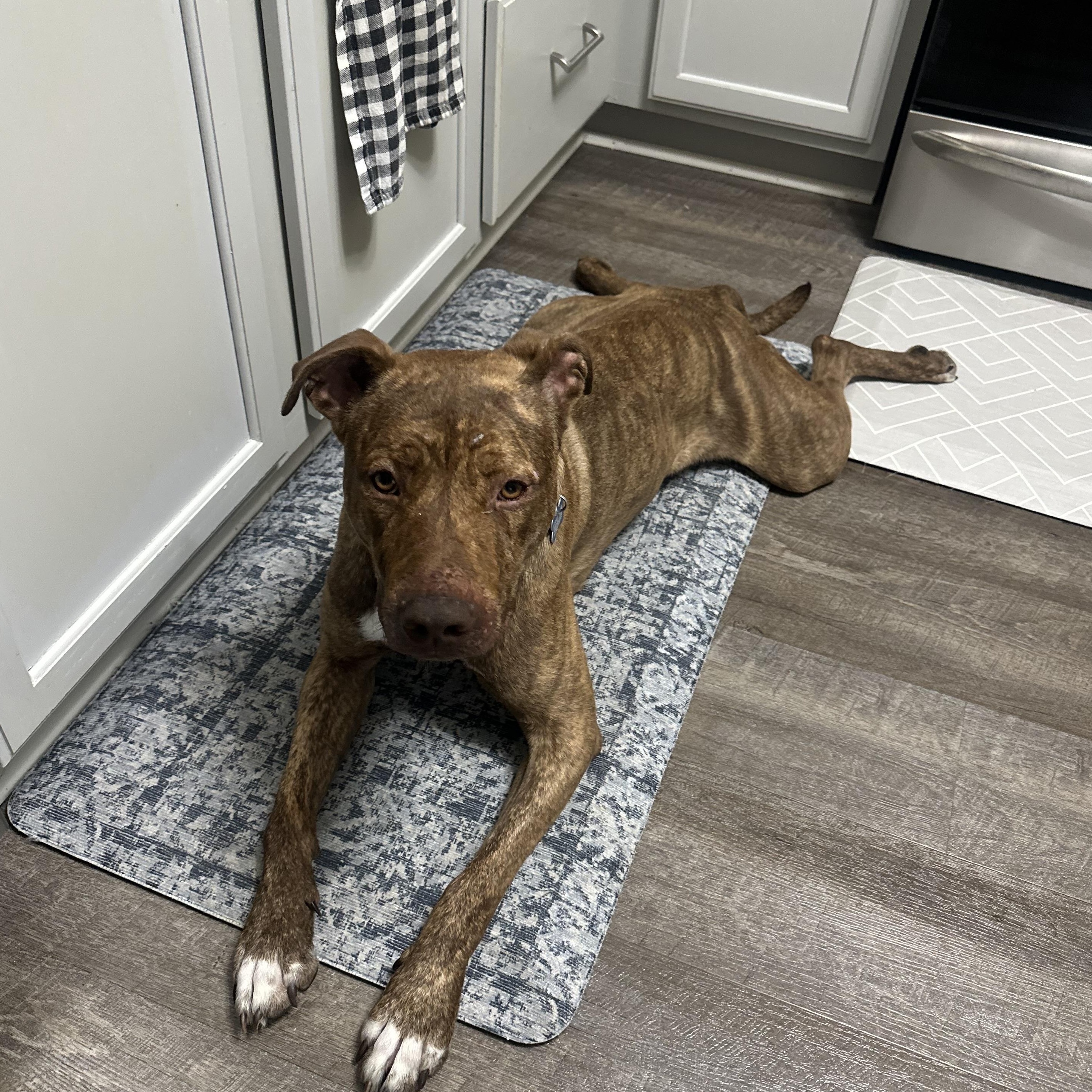 Enlarge Tamatoa, a Adoptable mixed breed in Warrenville, IL image 6/6