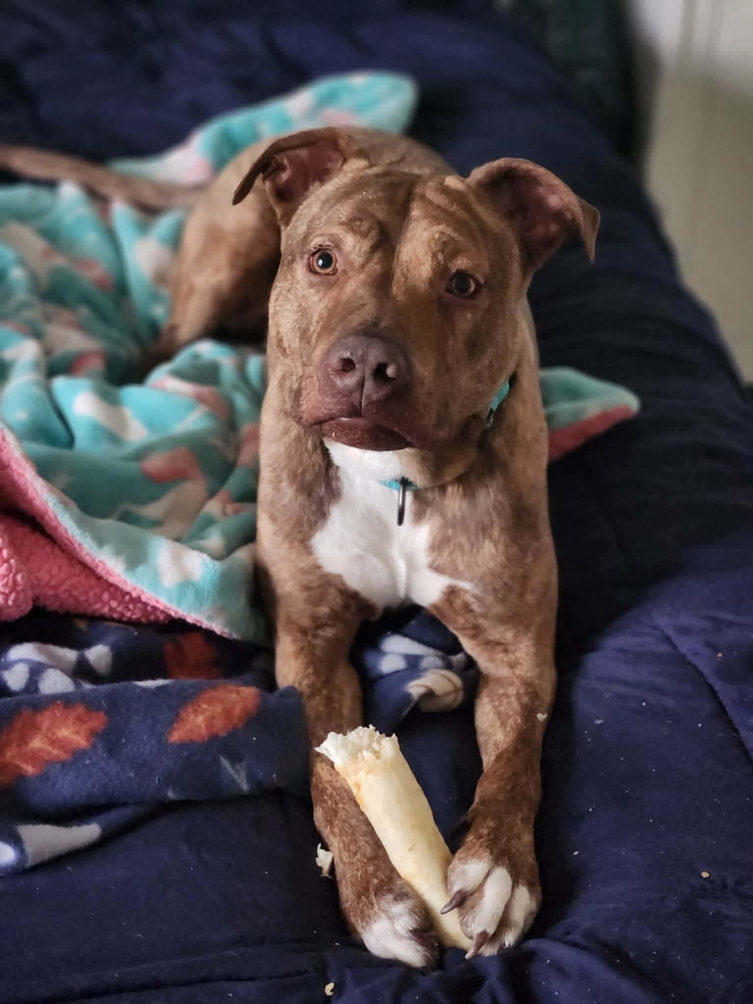 Enlarge Tamatoa, a Adoptable mixed breed in Warrenville, IL image 4/6