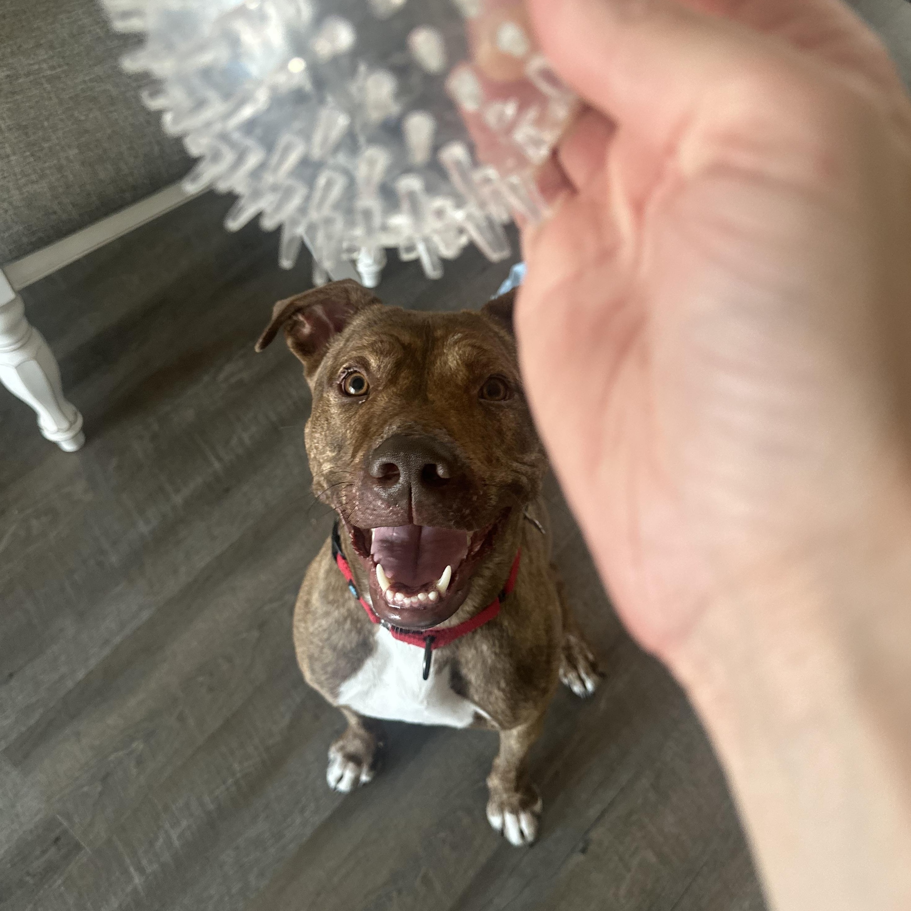 Enlarge Tamatoa, a Adoptable mixed breed in Warrenville, IL image 3/6