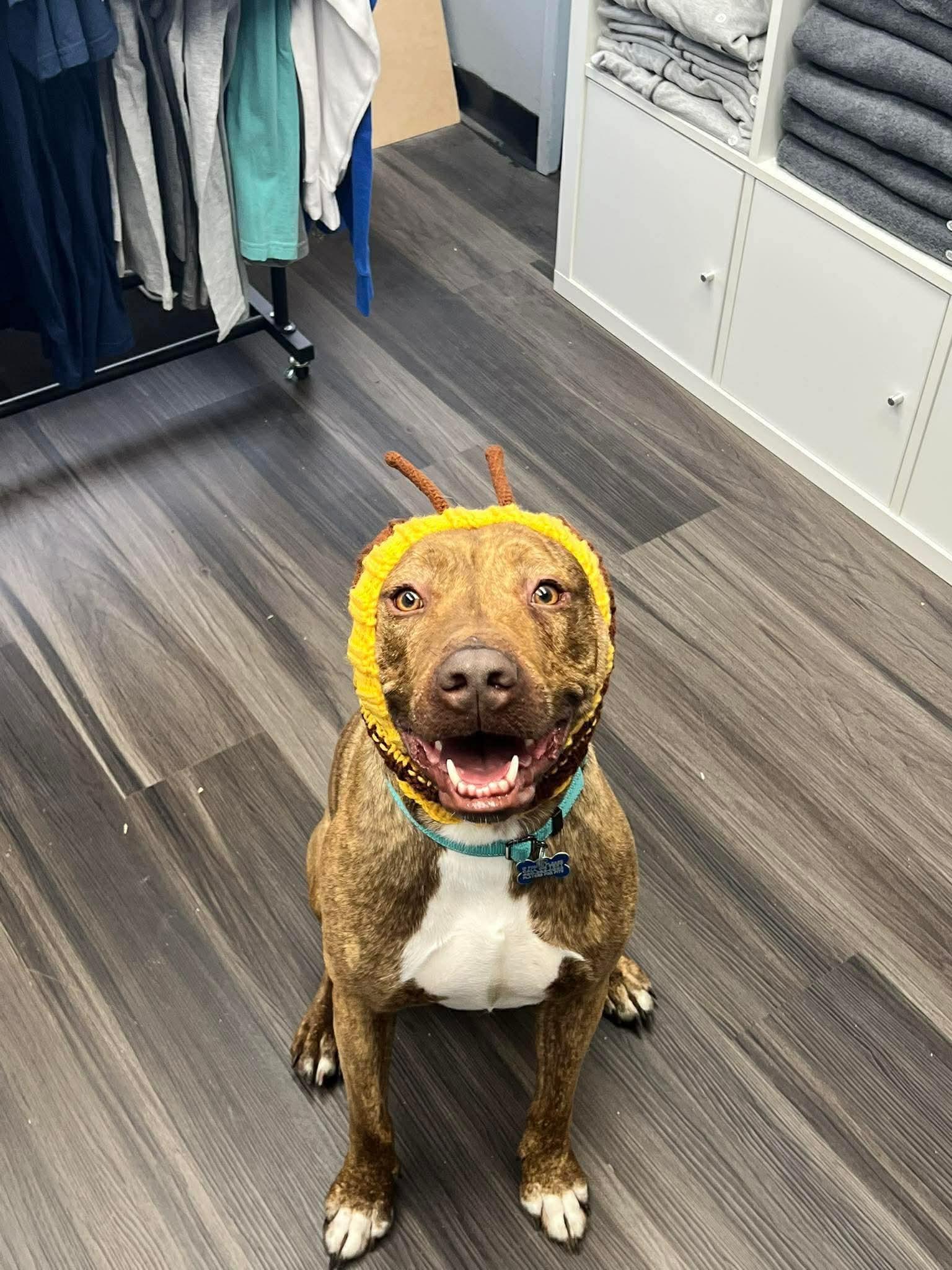 Enlarge Tamatoa, a Adoptable mixed breed in Warrenville, IL image 3/6