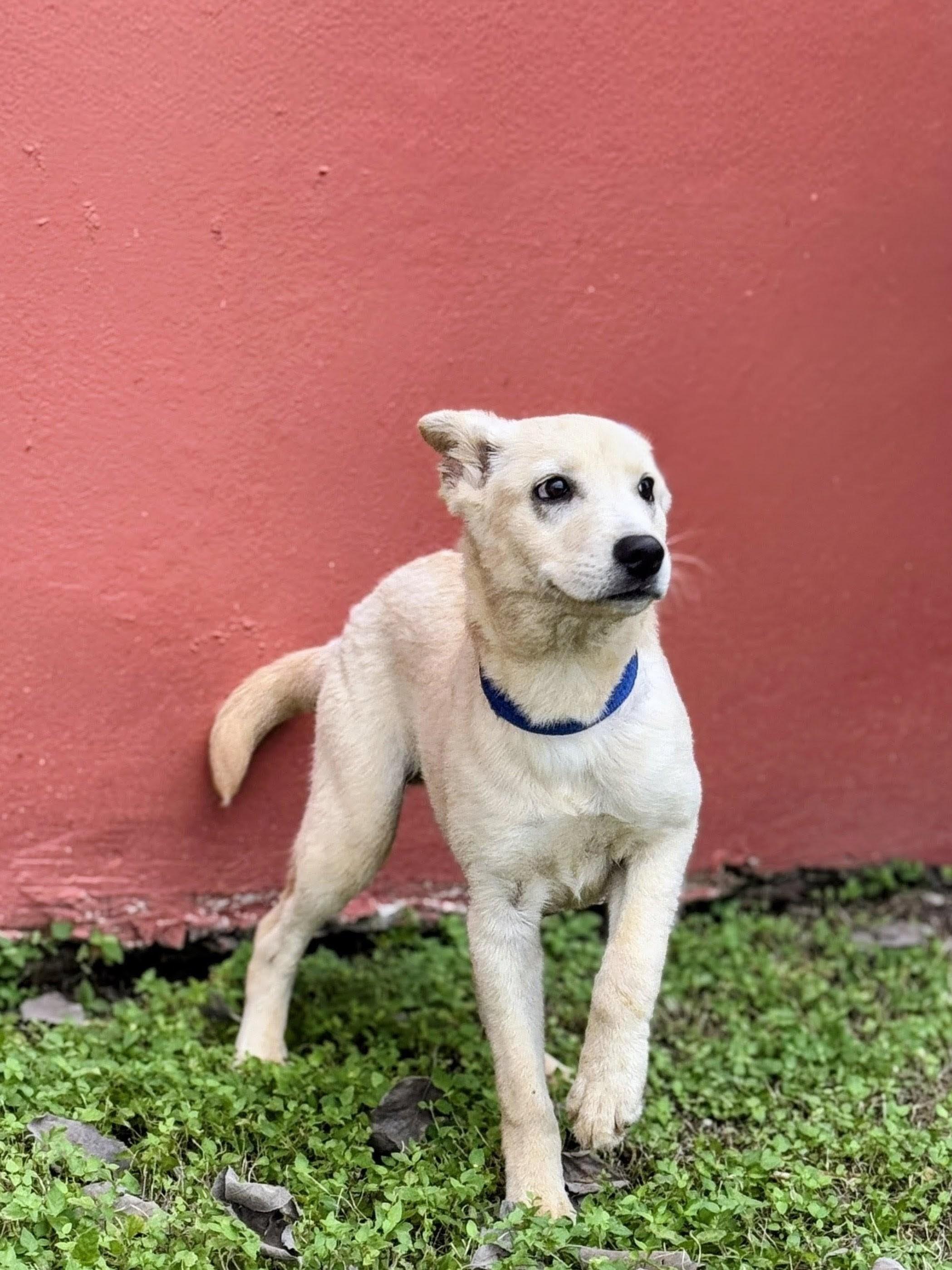 Remy, a Adoptable mixed breed in Willington, CT image 1/6
