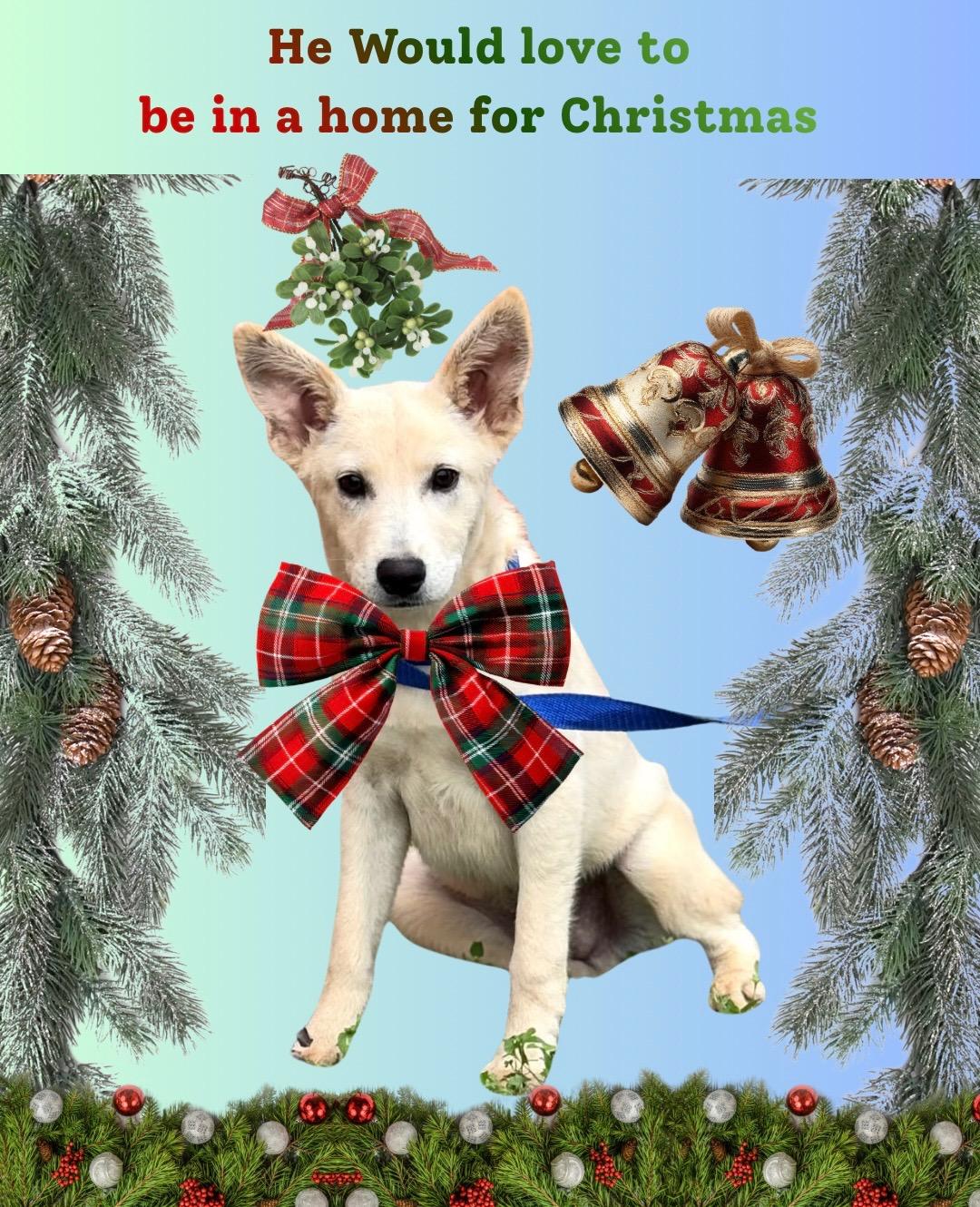 Remy, a Adoptable mixed breed in Willington, CT image 3/6