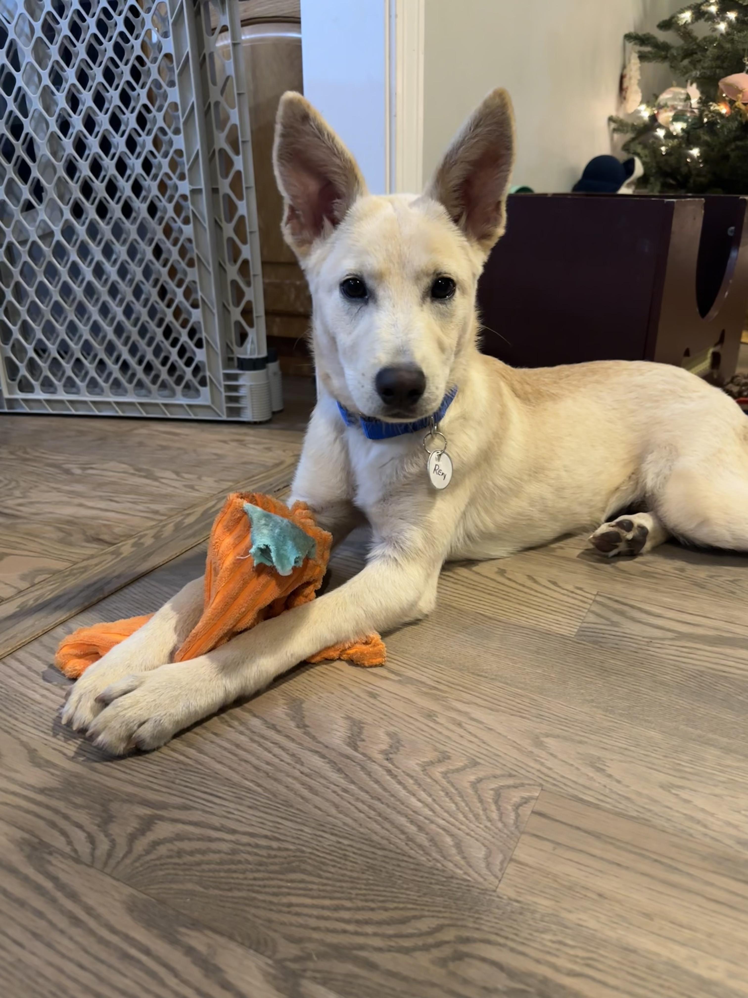 Enlarge Remy - In Mass., a Adoptable mixed breed in Willington, CT image 3/6