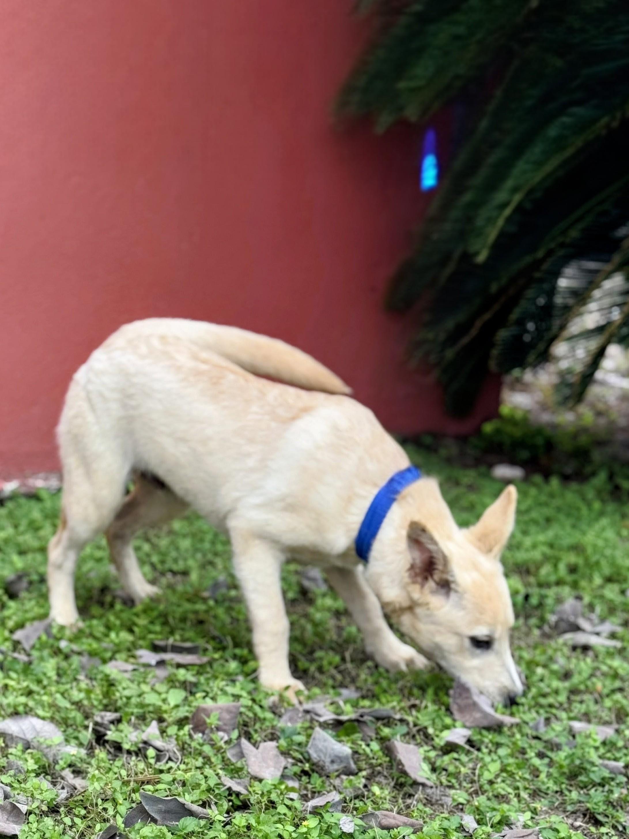 Remy, a Adoptable mixed breed in Willington, CT image 6/6