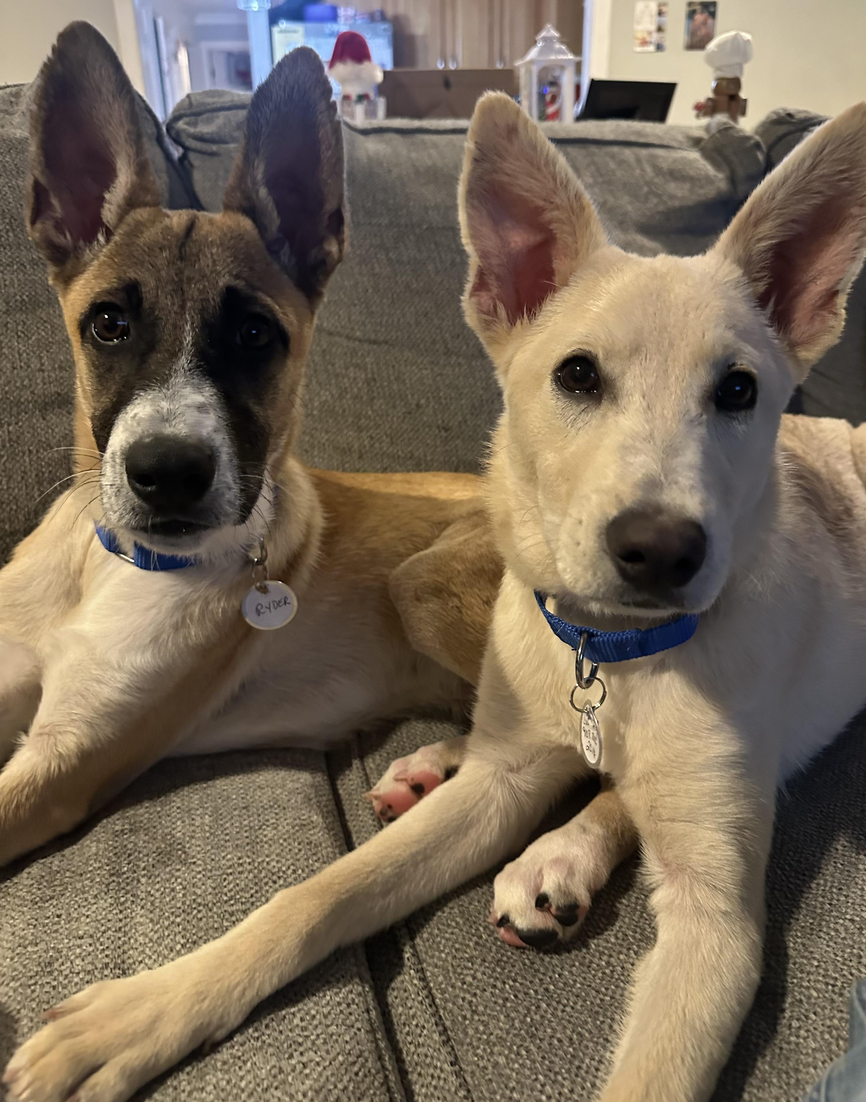 Enlarge Remy - In Mass., a Adoptable mixed breed in Willington, CT image 4/6