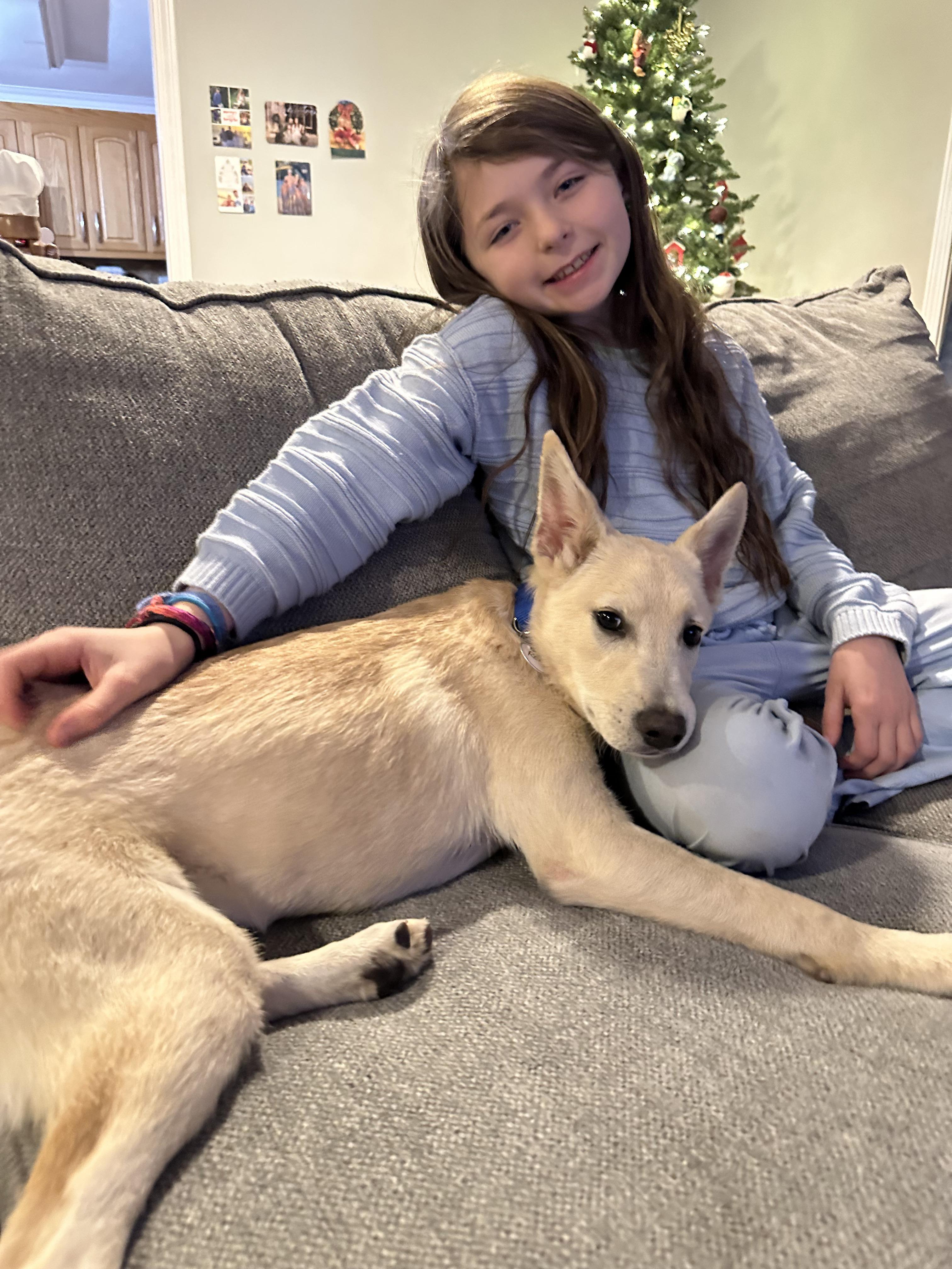 Enlarge Remy - In Mass., a Adoptable mixed breed in Willington, CT image 5/6