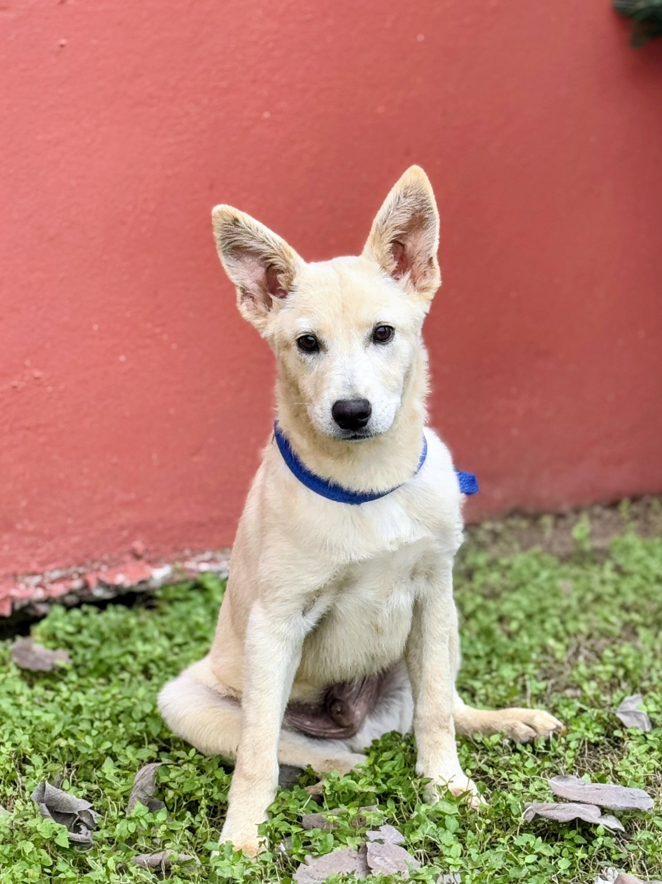 Remy, a Adoptable mixed breed in Willington, CT image 4/6
