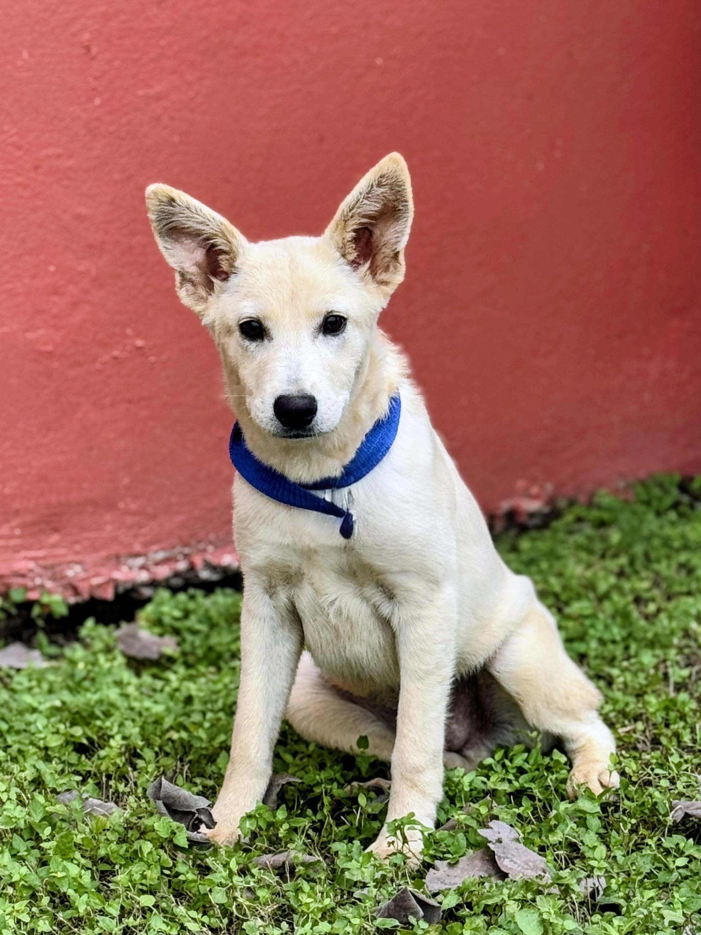 Remy, a Adoptable mixed breed in Willington, CT image 2/6