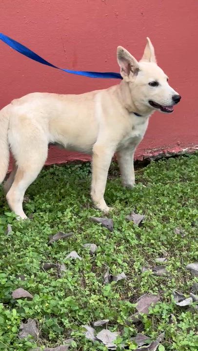 Enlarge Remy, a Adoptable mixed breed in Willington, CT video 5/6