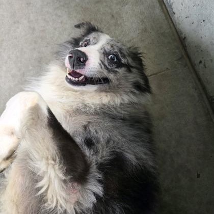 Ollie