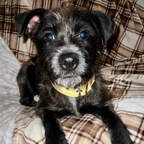Cookie, Adoptable, Adult Female Wirehaired Terrier.