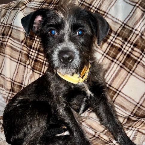 Enlarge Cookie, a Adoptable mixed breed in Cincinnati, OH image 2/3