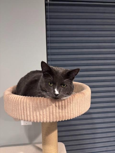 Sally (and Lopsy), Adoptable, Adult Female Domestic Short Hair.