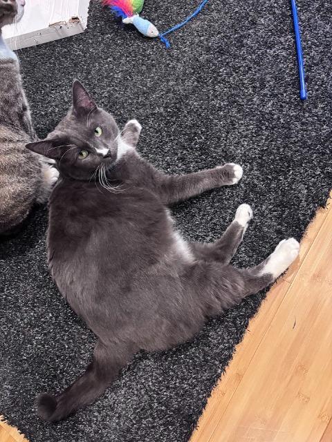 Enlarge Sally (and Lopsy), a Adoptable mixed breed in Shoreline, WA image 2/6