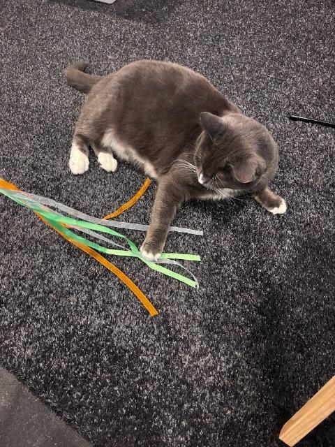 Enlarge Sally (and Lopsy), a Adoptable mixed breed in Shoreline, WA image 3/6