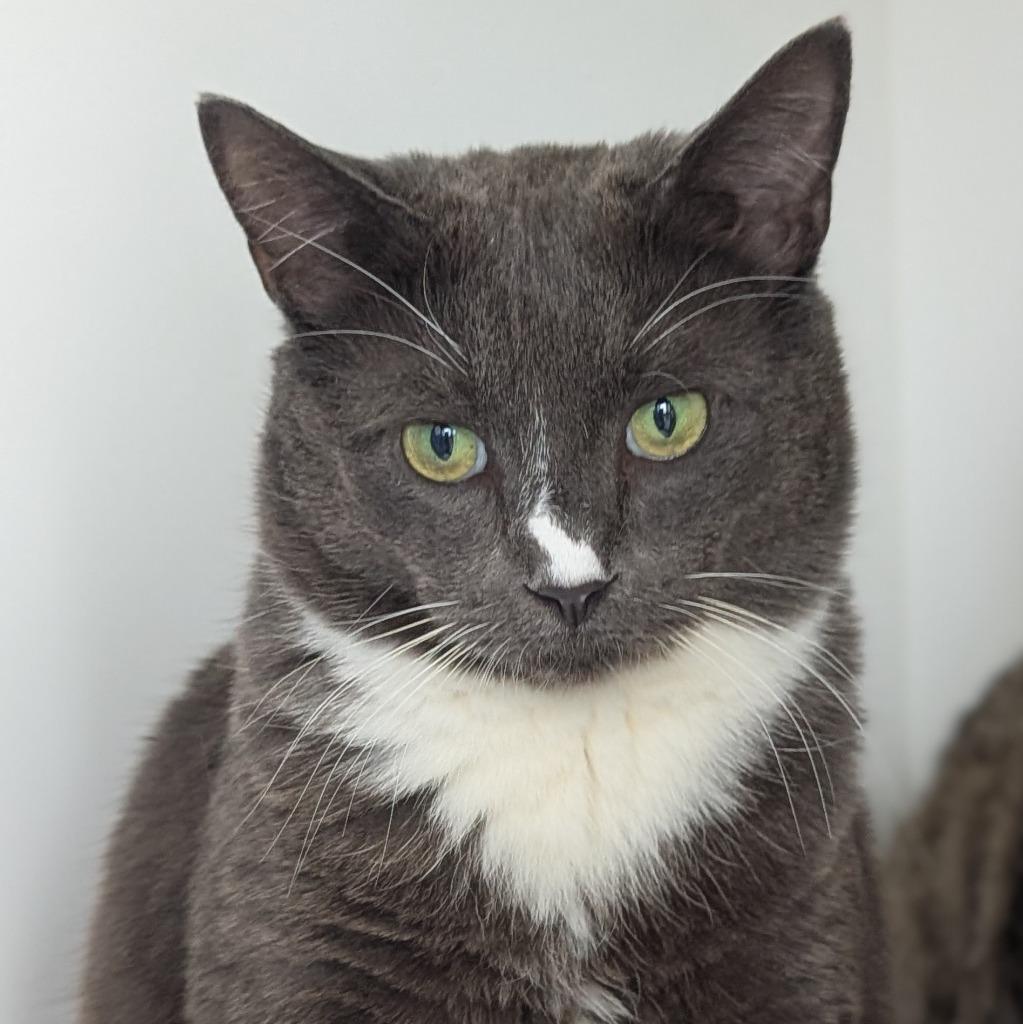 Enlarge Sally (and Lopsy), a Adoptable mixed breed in Shoreline, WA image 4/6
