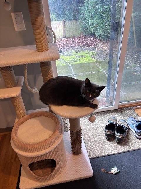 Enlarge Sally (and Lopsy), a Adoptable mixed breed in Shoreline, WA image 5/6