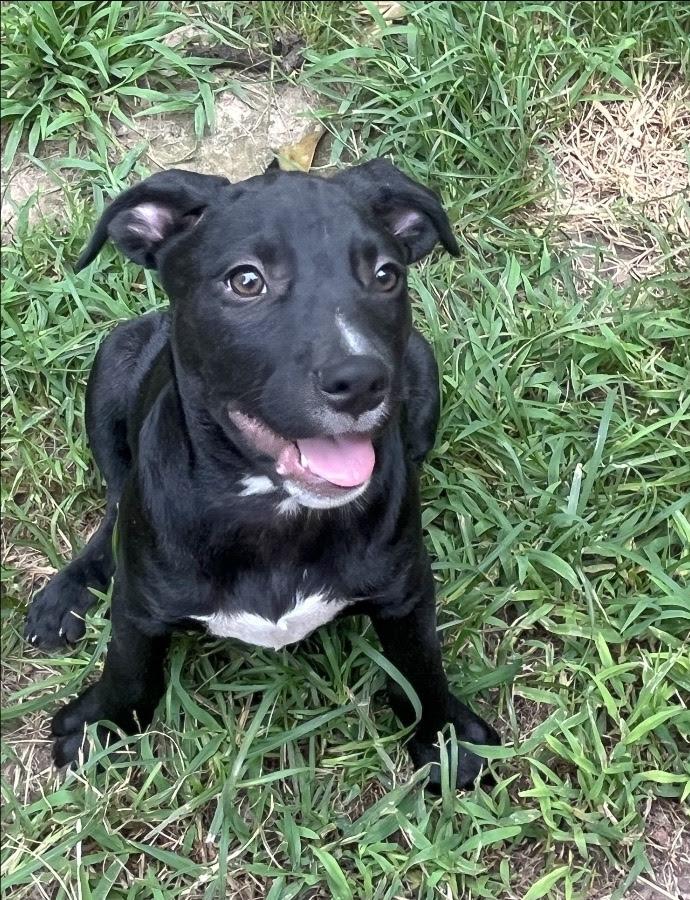 Hank, ADOPTABLE, Young Male Mixed Breed.