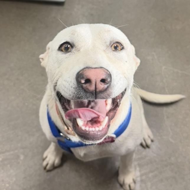 FWT Koda (Rose), a Adoptable mixed breed in Midland, TX image 1/4
