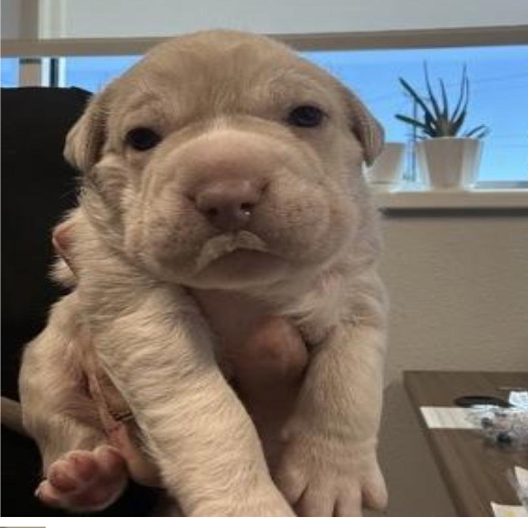 FWT Koda (Rose), a Adoptable mixed breed in Midland, TX image 2/4