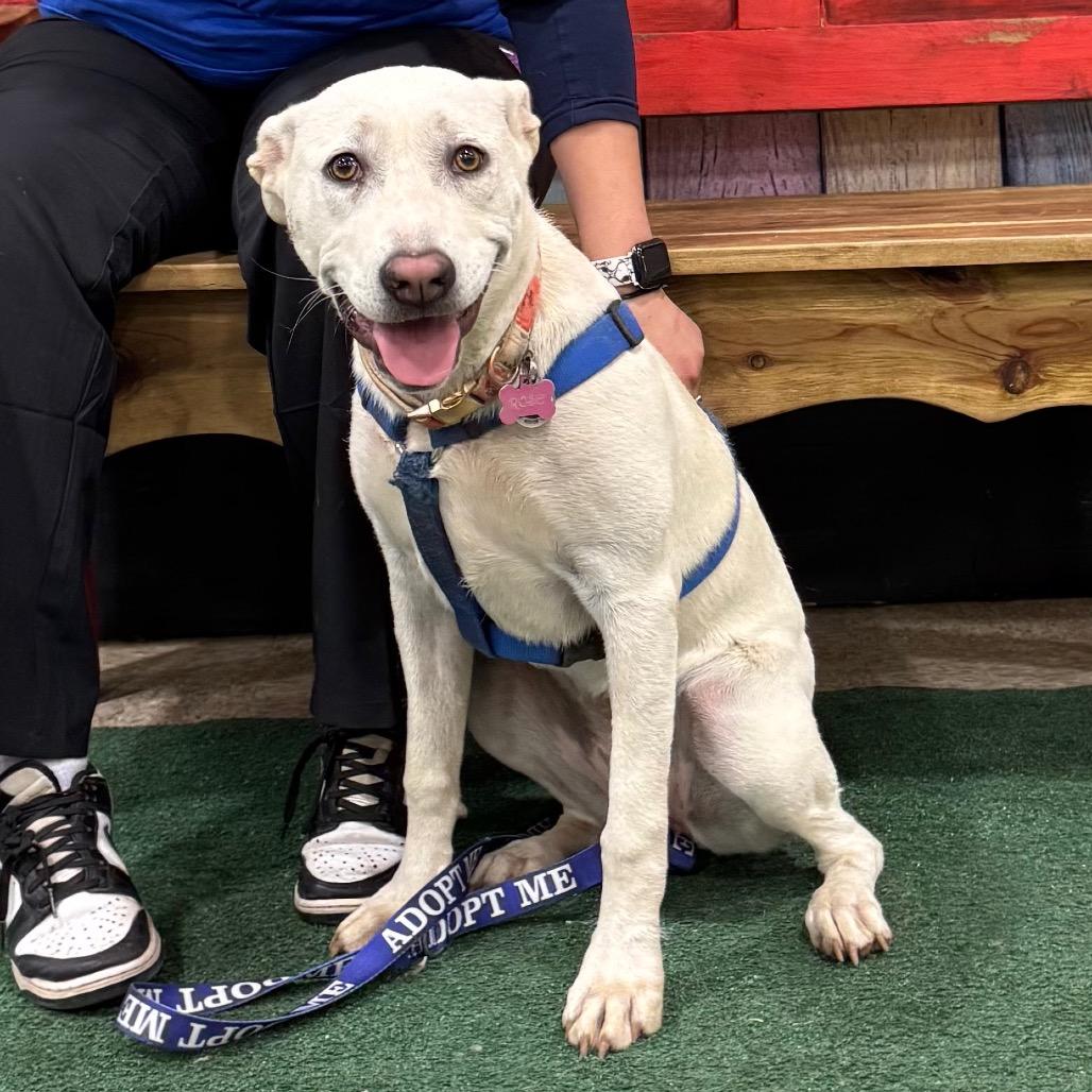 FWT Koda (Rose), a Adoptable mixed breed in Midland, TX image 3/4