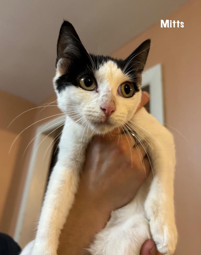 Mr. Mitts