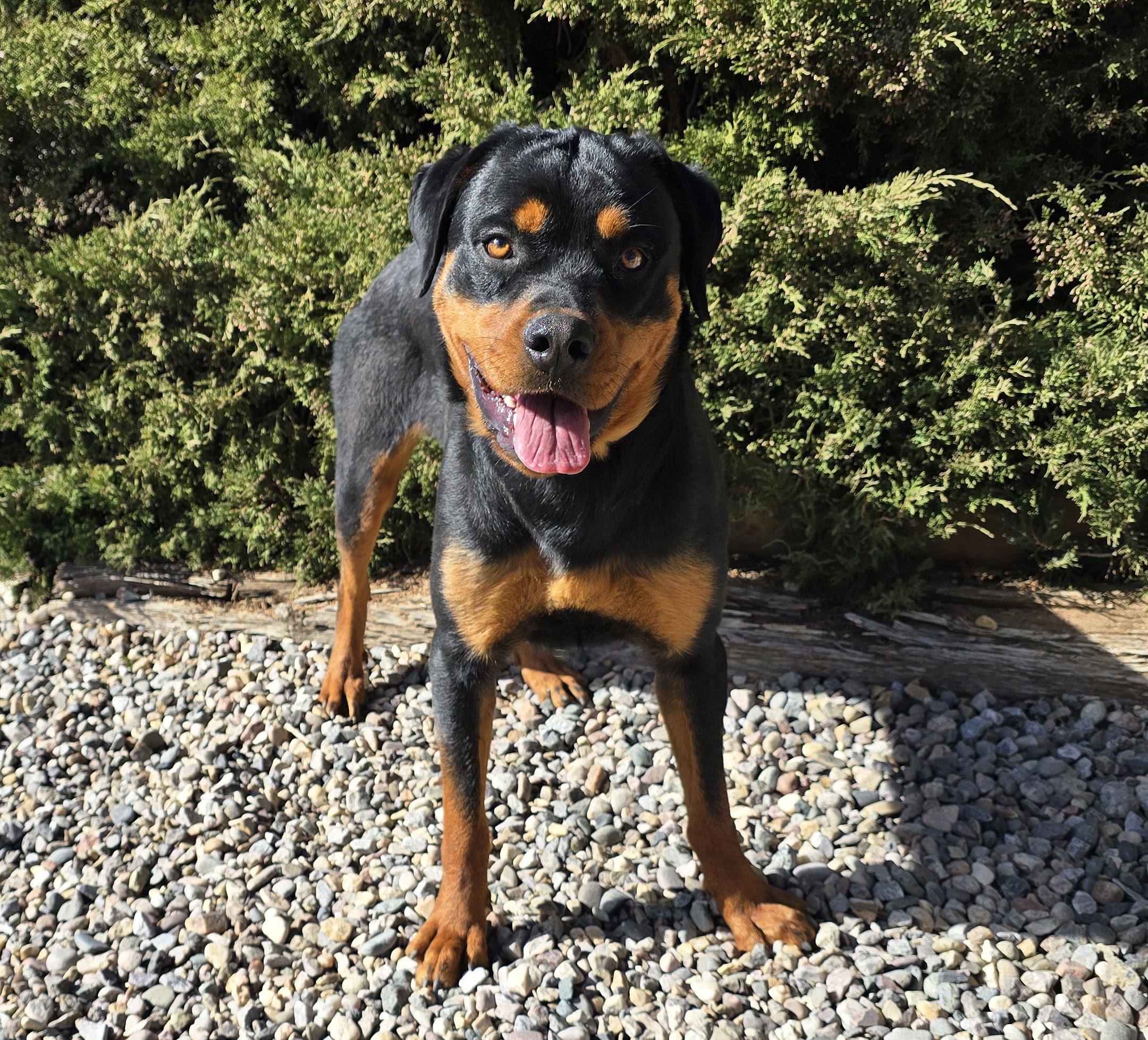 Enlarge Amazing Ms Ananda = Lovable CHARMER !!!, a Adoptable Rottweiler in Albuquerque, NM image 2/2