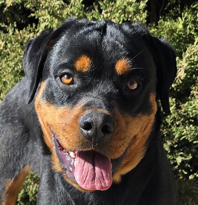 Enlarge Amazing Ms Ananda = Lovable CHARMER !!!, a Adoptable Rottweiler in Albuquerque, NM image 1/2