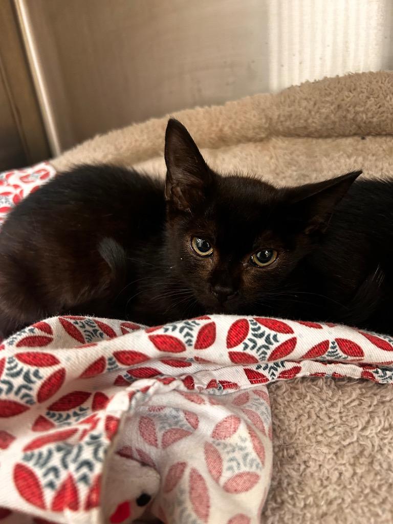 Coconut, Adoptable, Kitten Female Domestic Short Hair.
