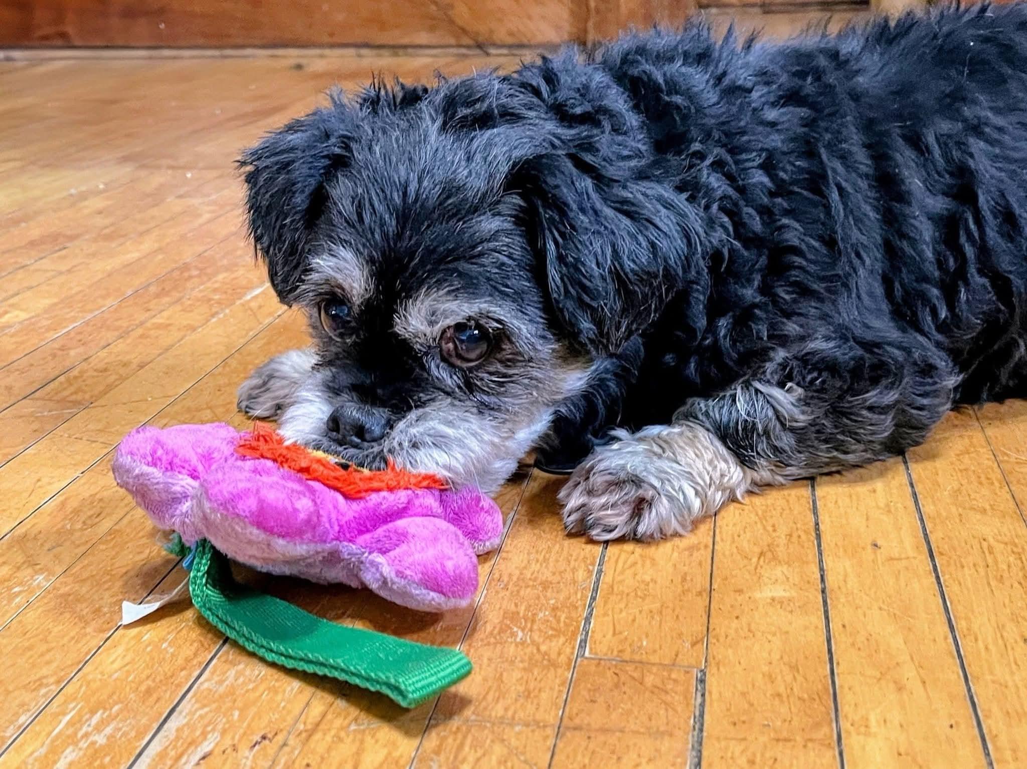 Jack Jack, ADOPTABLE, Senior Male Shih Tzu & Lhasa Apso.