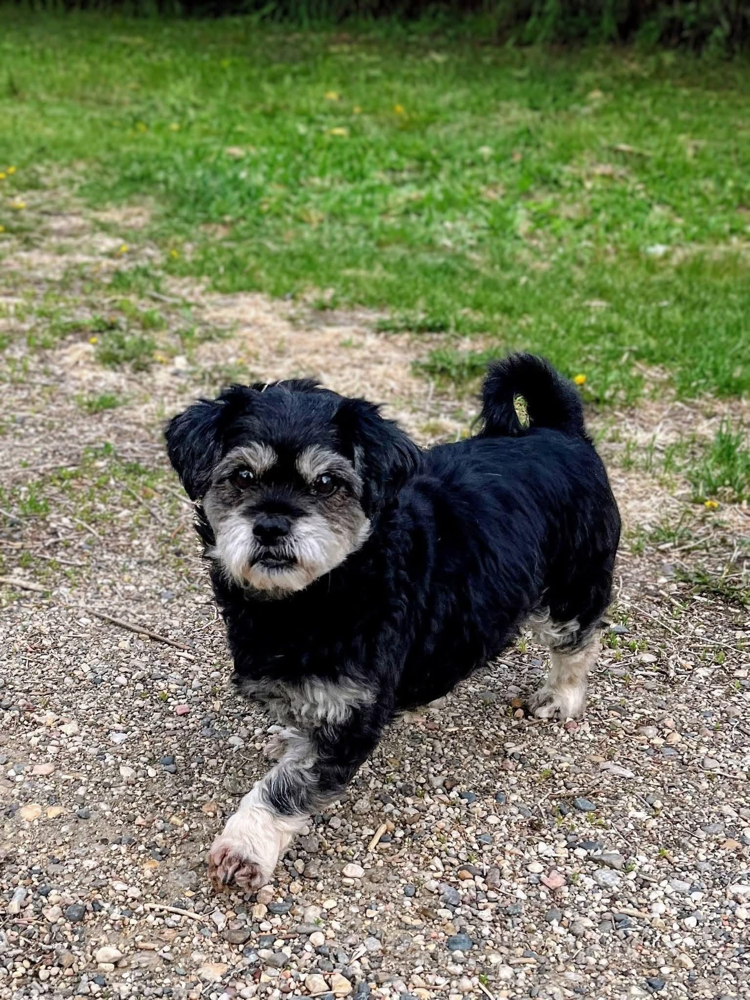 Enlarge Jack Jack, a ADOPTABLE mixed breed in Sawyer, ND image 4/6