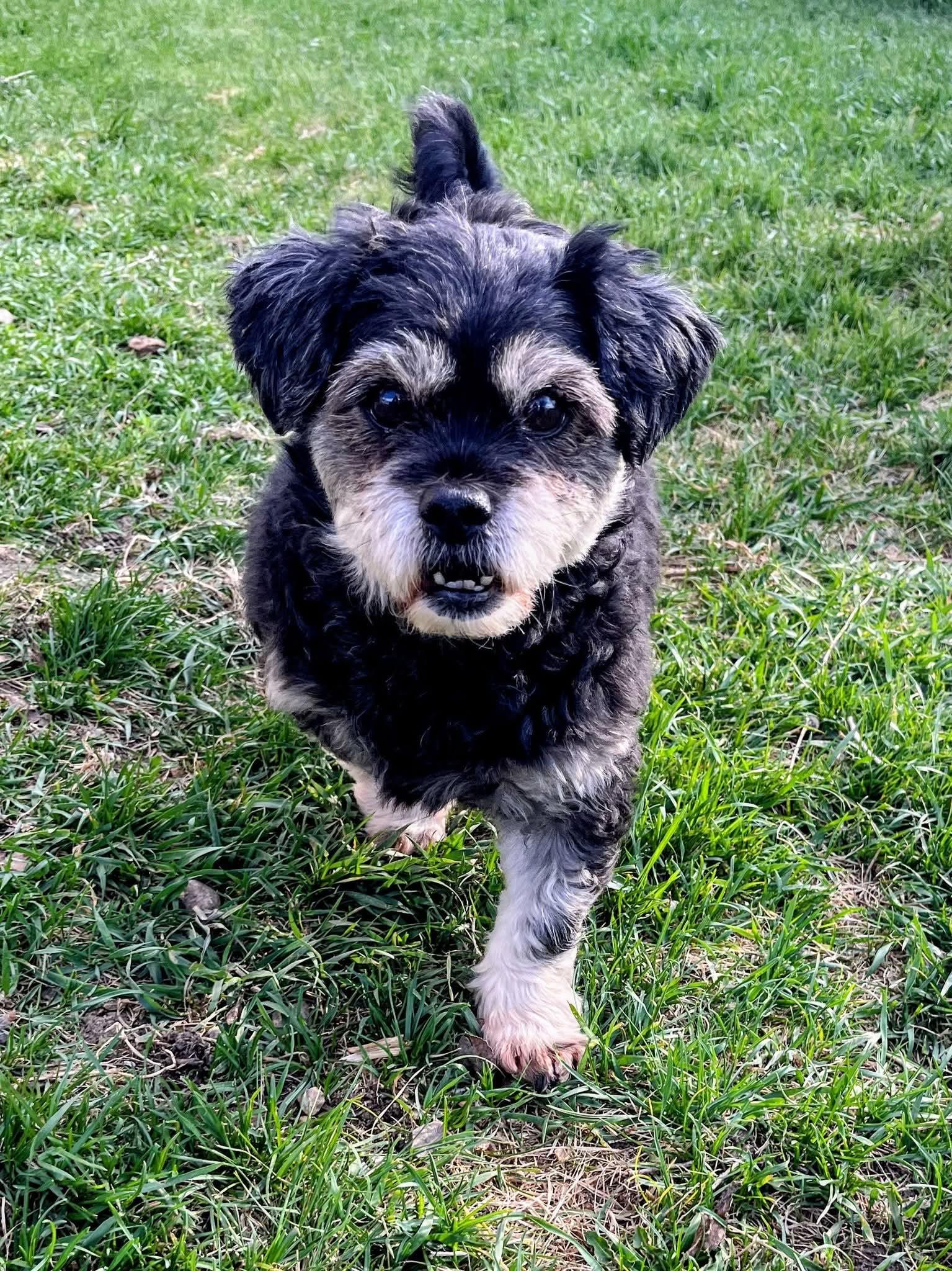 Enlarge Jack Jack, a ADOPTABLE mixed breed in Sawyer, ND image 5/6