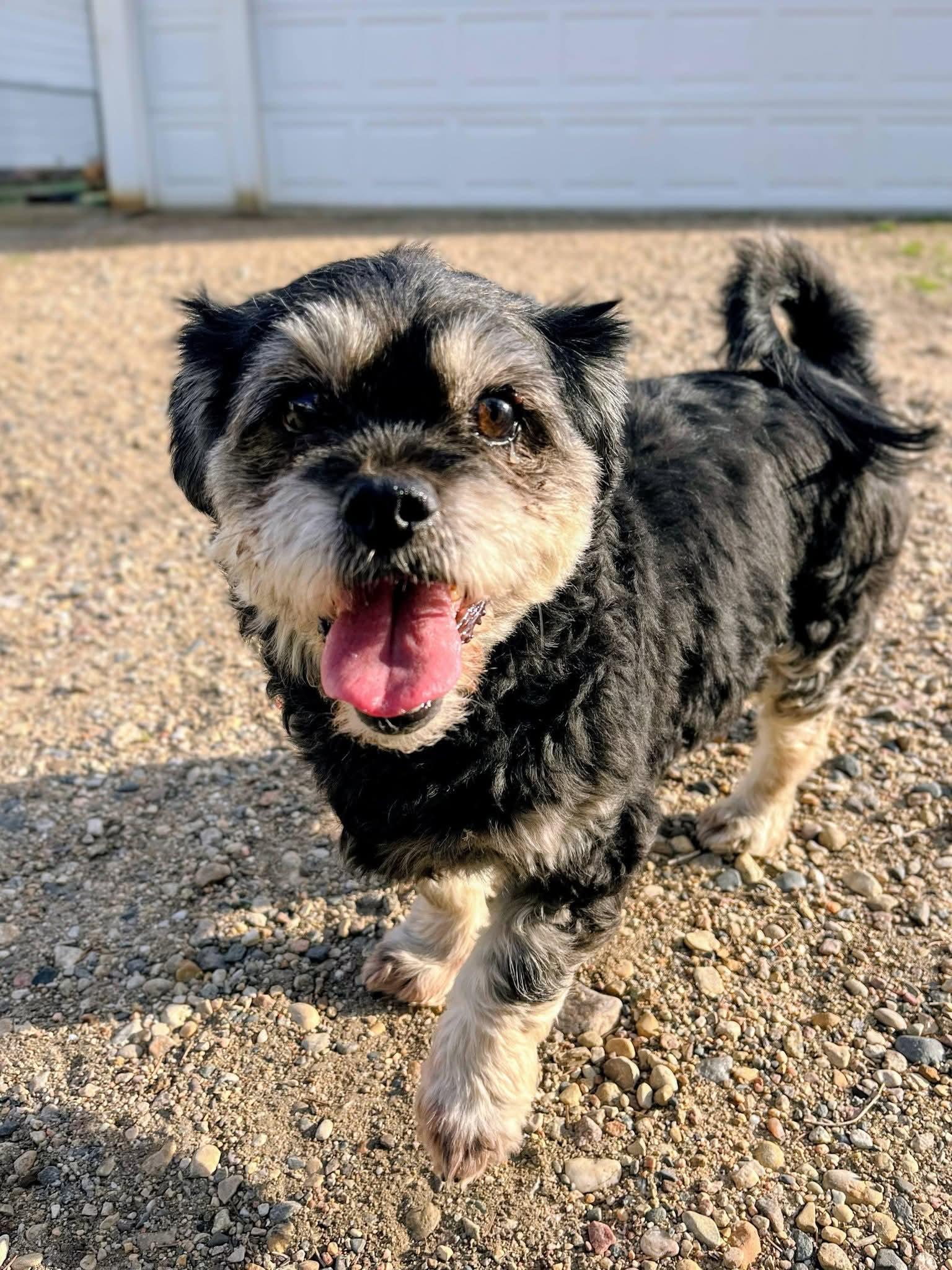Enlarge Jack Jack, a ADOPTABLE mixed breed in Sawyer, ND image 2/6
