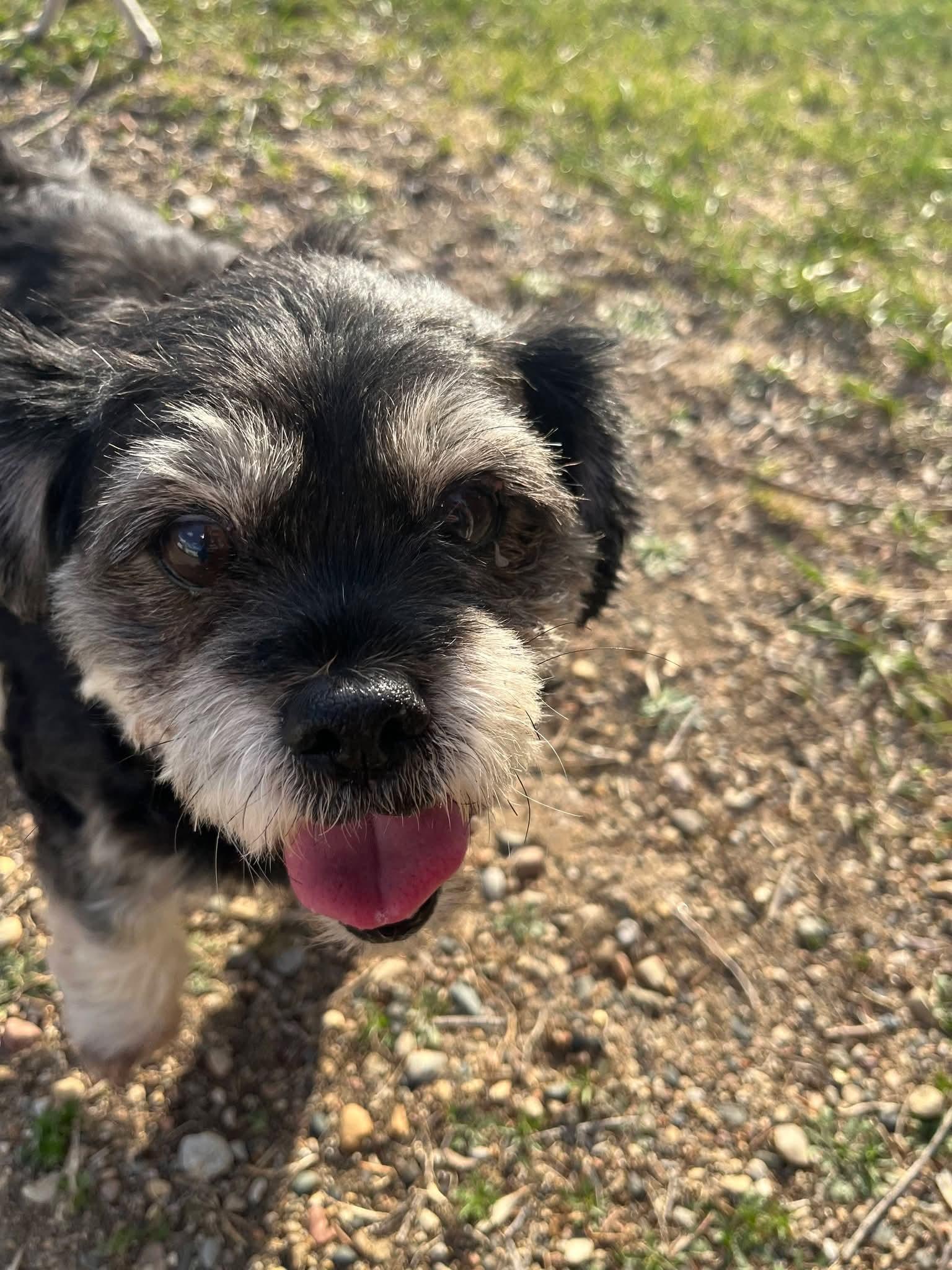 Enlarge Jack Jack, a ADOPTABLE mixed breed in Sawyer, ND image 6/6