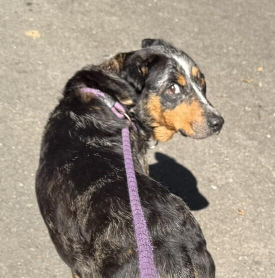 Enlarge Lainey, a Adoptable mixed breed in Washington, DC image 1/3